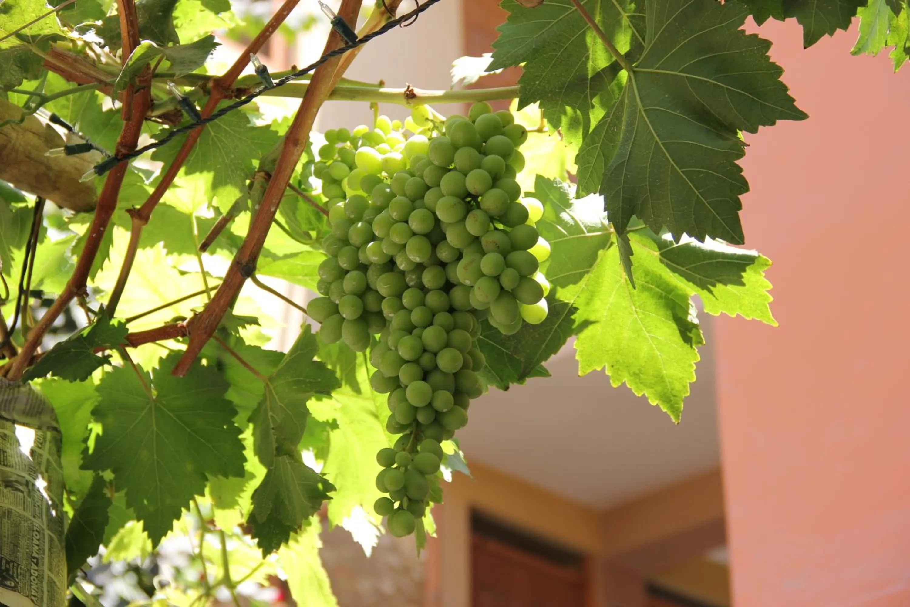 Garden in Hostal Tambo Colorado