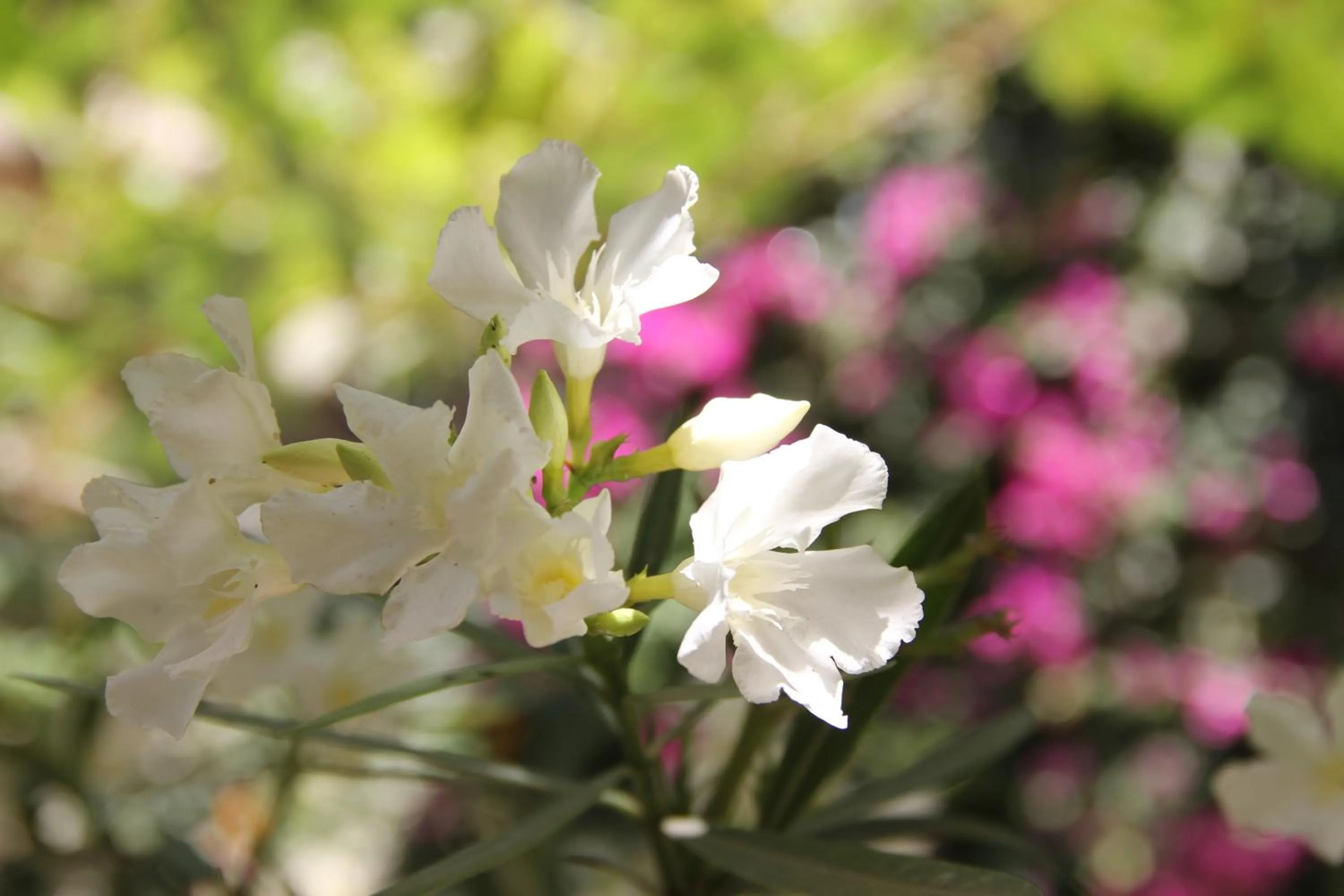 Garden in Hostal Tambo Colorado