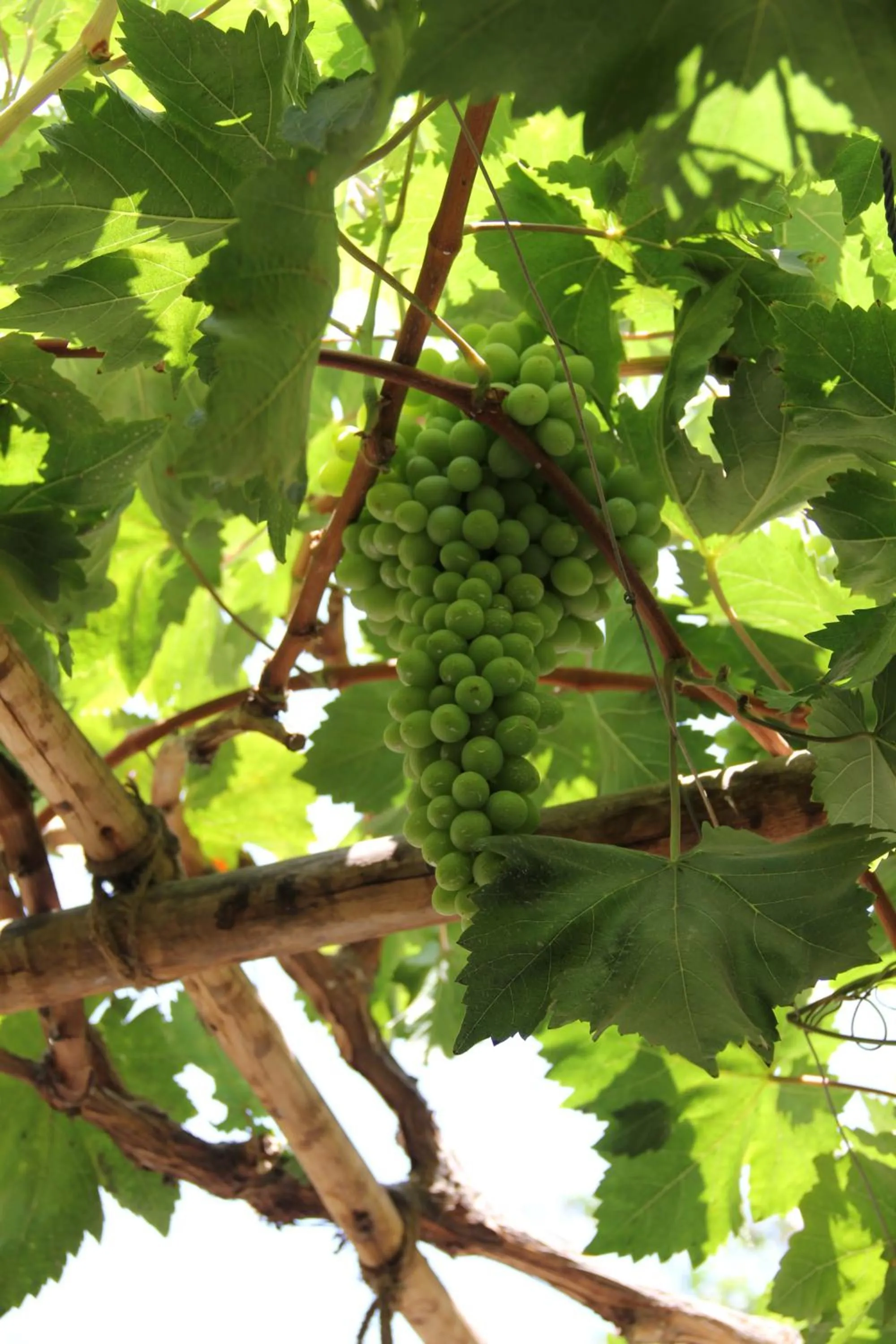 Patio in Hostal Tambo Colorado