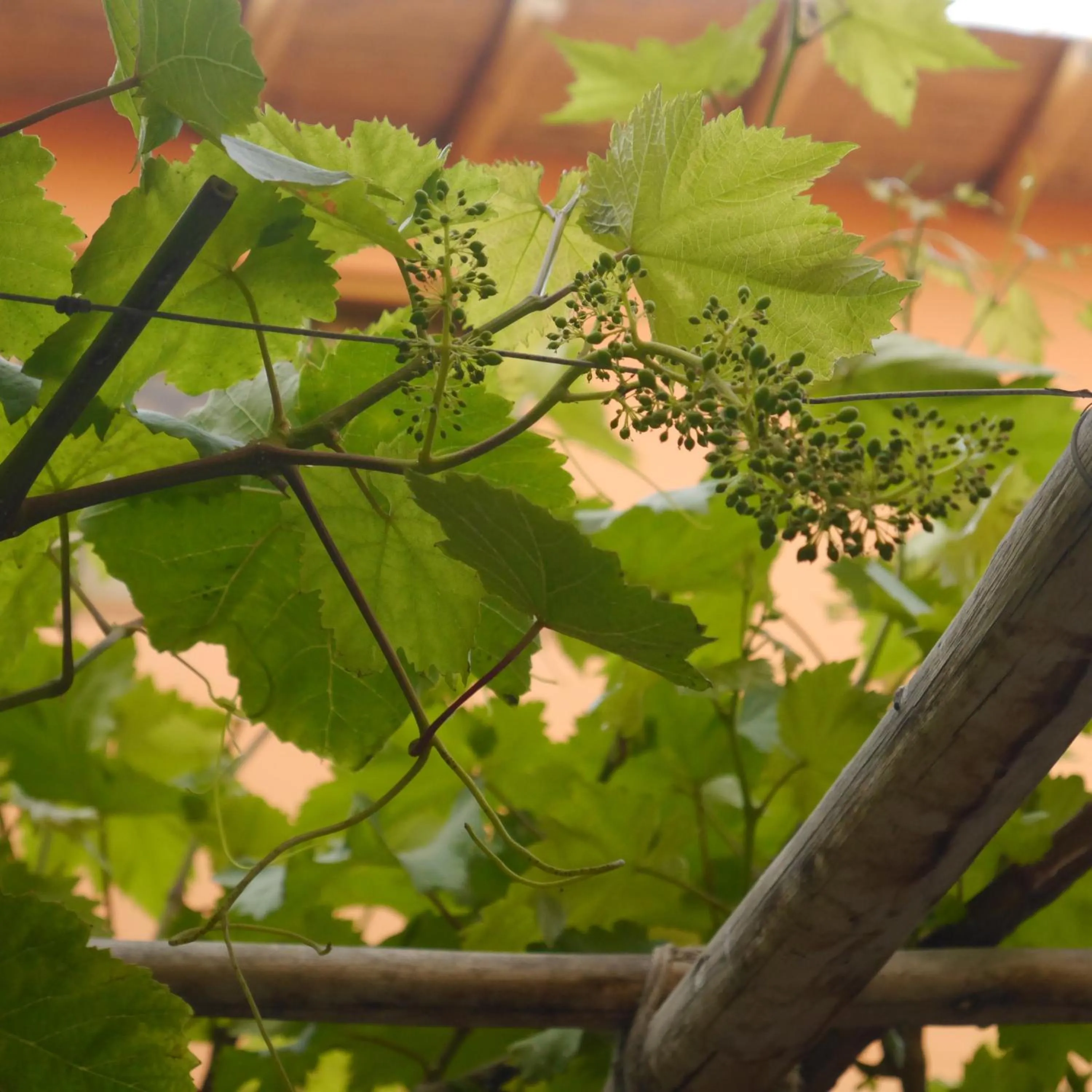 Garden in Hostal Tambo Colorado