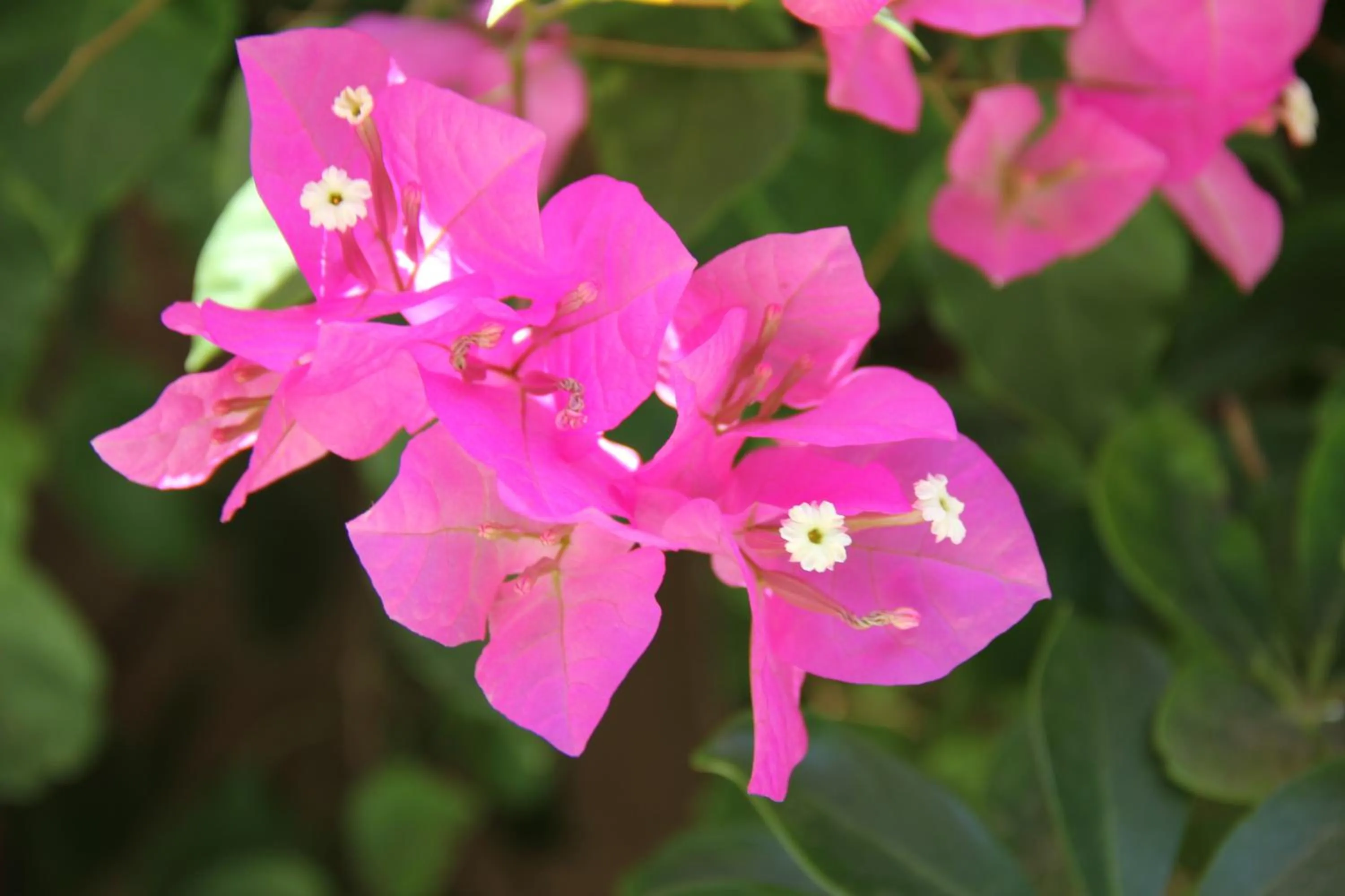 Garden in Hostal Tambo Colorado