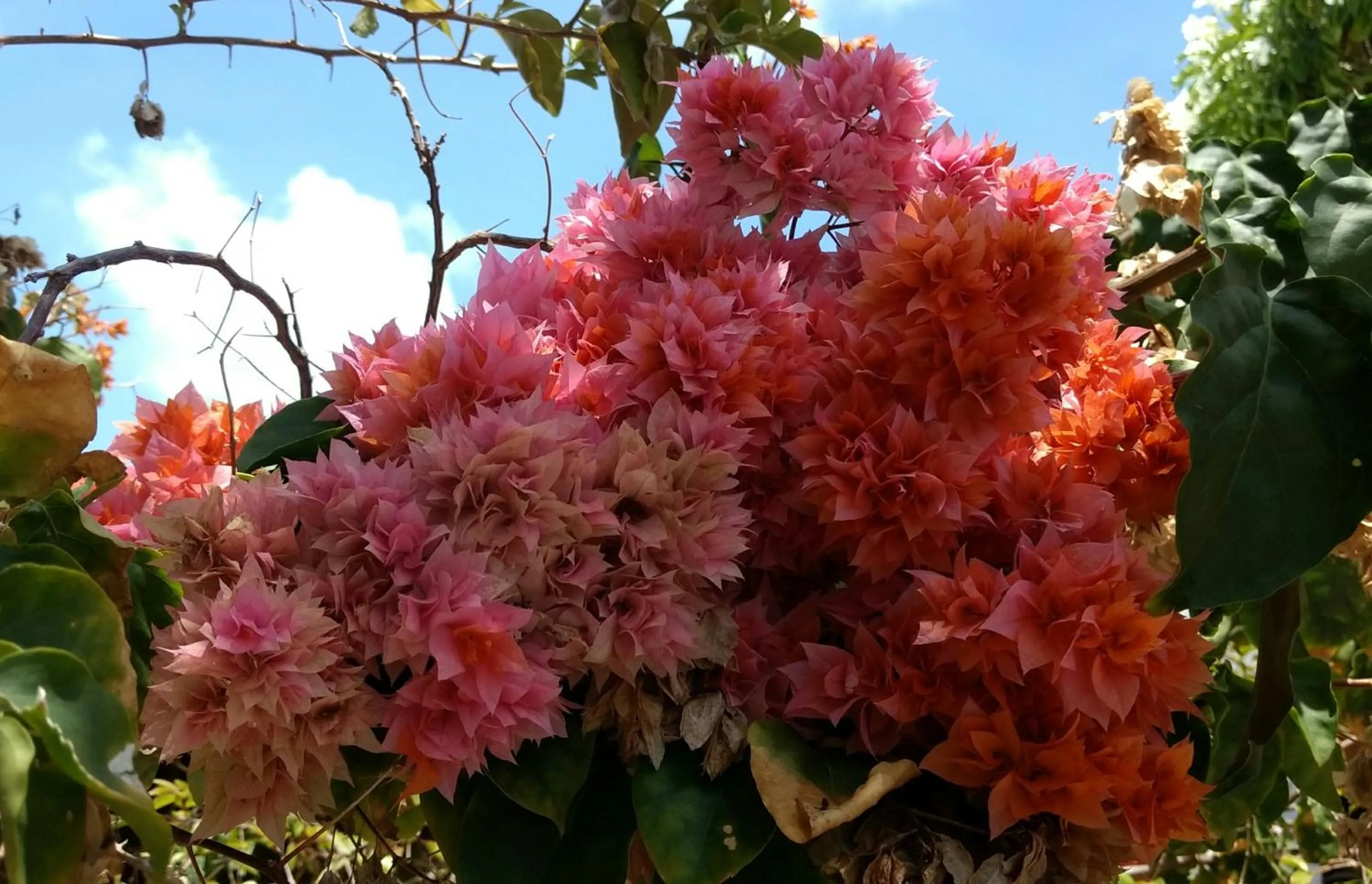 Garden in Jacumã´s Lodge Hotel