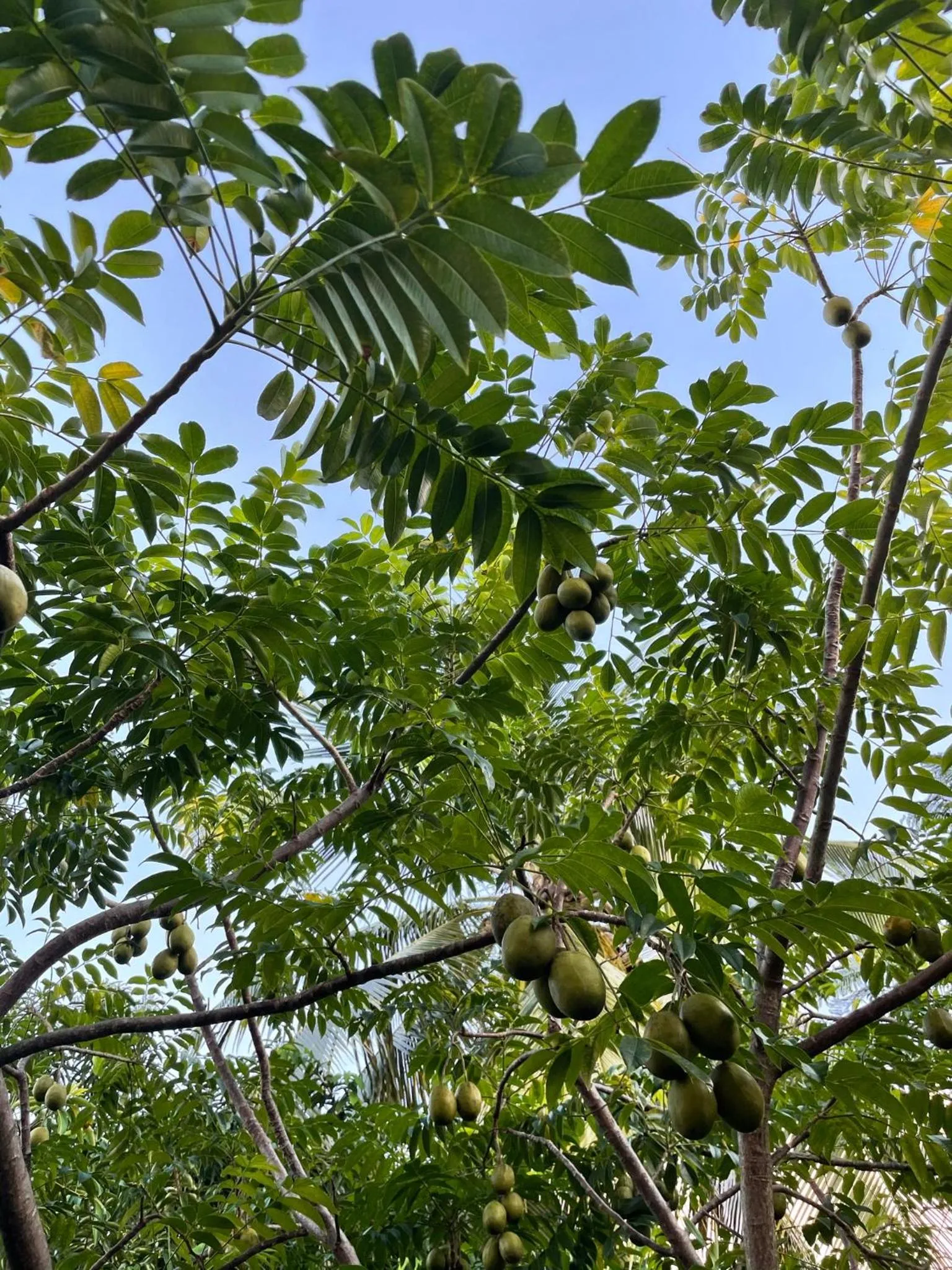 Natural landscape in Résidence Sucrerie Motel - Les Anses-d'Arlets - Martinique