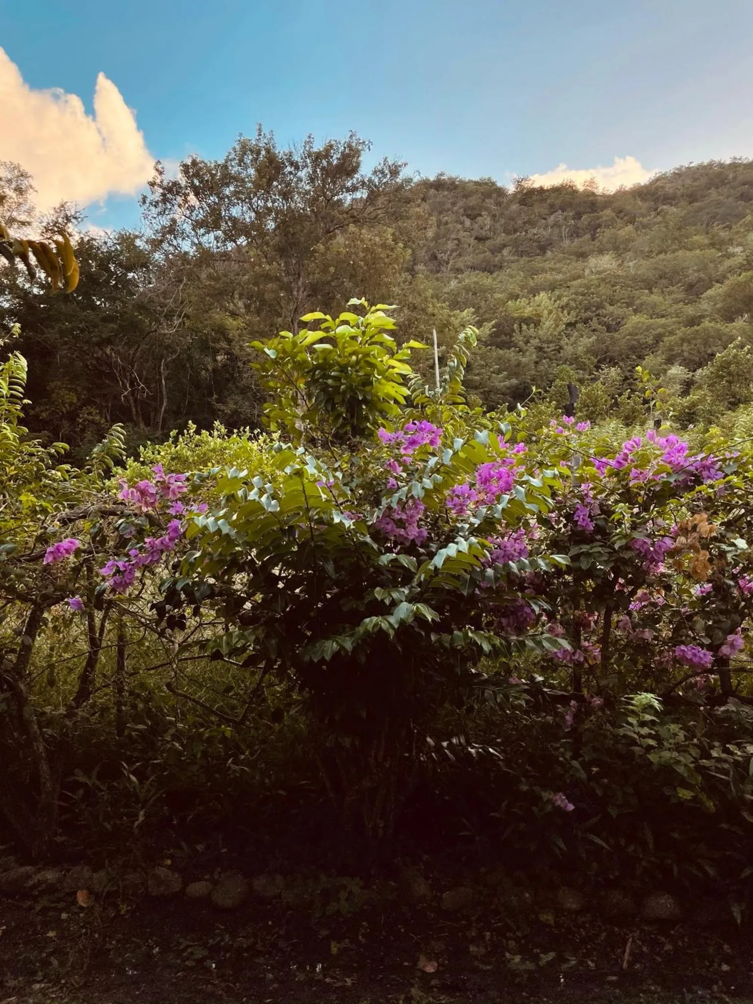 Natural landscape in Résidence Sucrerie Motel - Les Anses-d'Arlets - Martinique