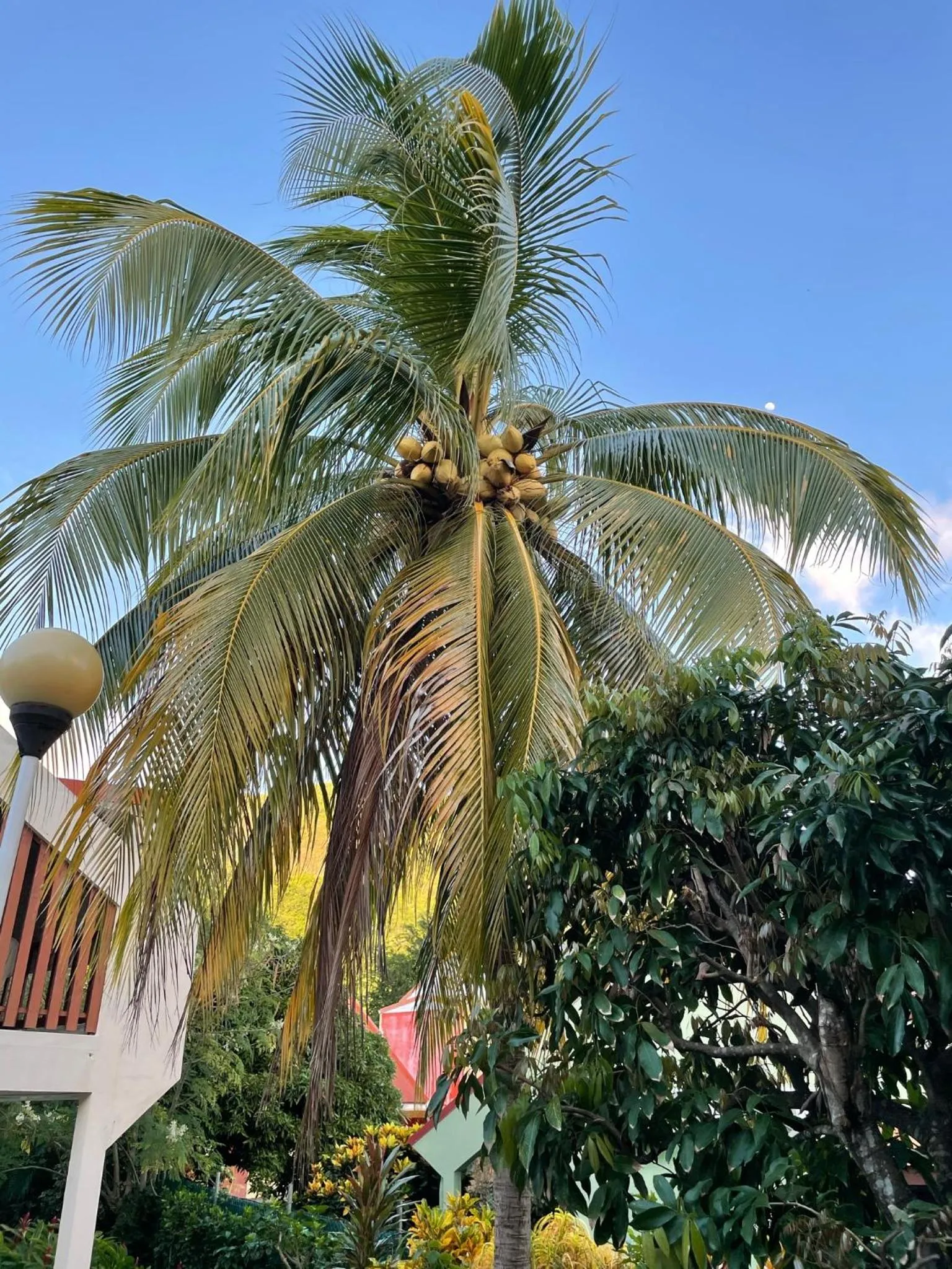 Natural landscape in Résidence Sucrerie Motel - Les Anses-d'Arlets - Martinique