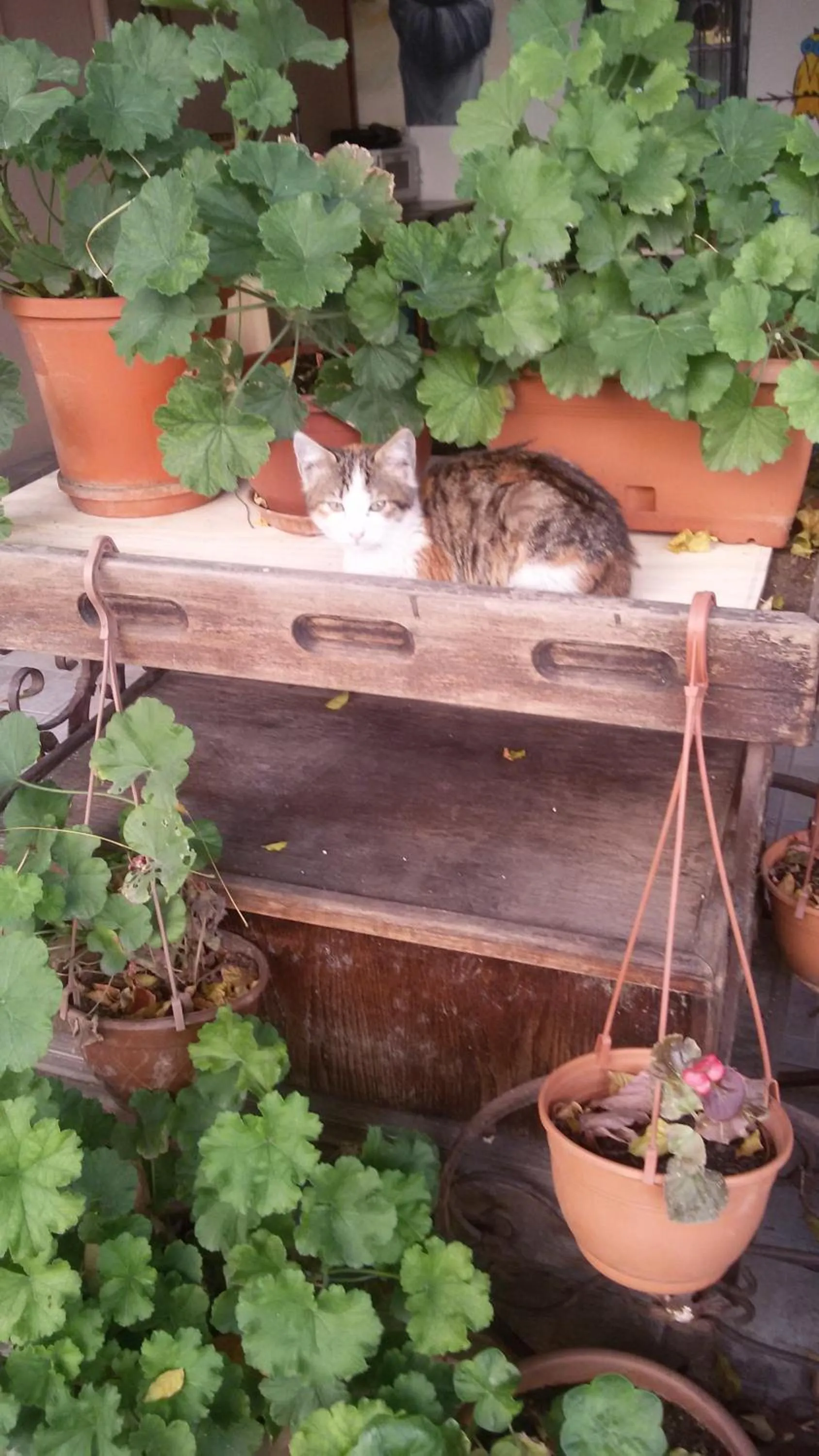 Pets in Hotel Buhara Family Inn