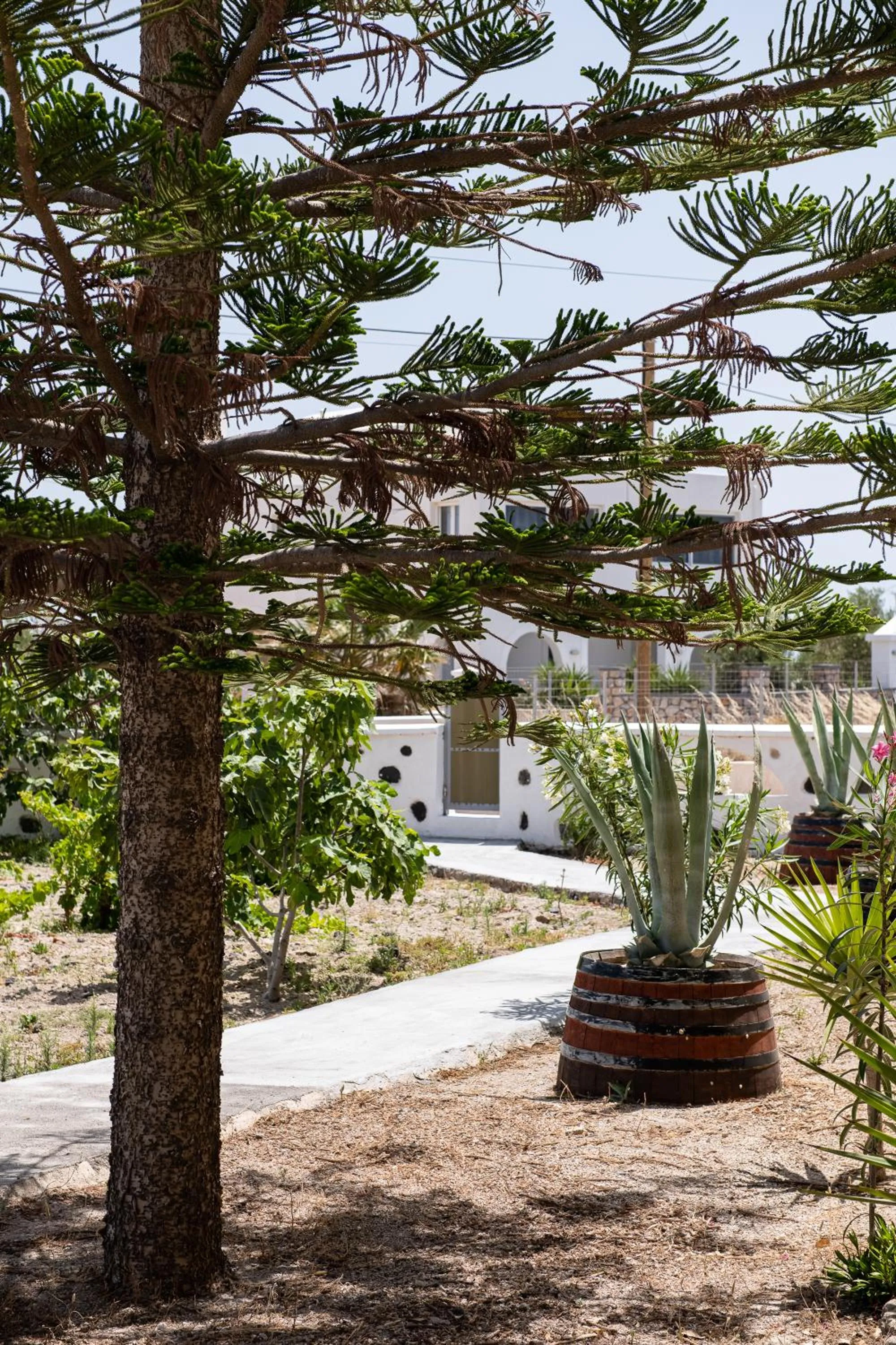Garden in Mandilaria Studios