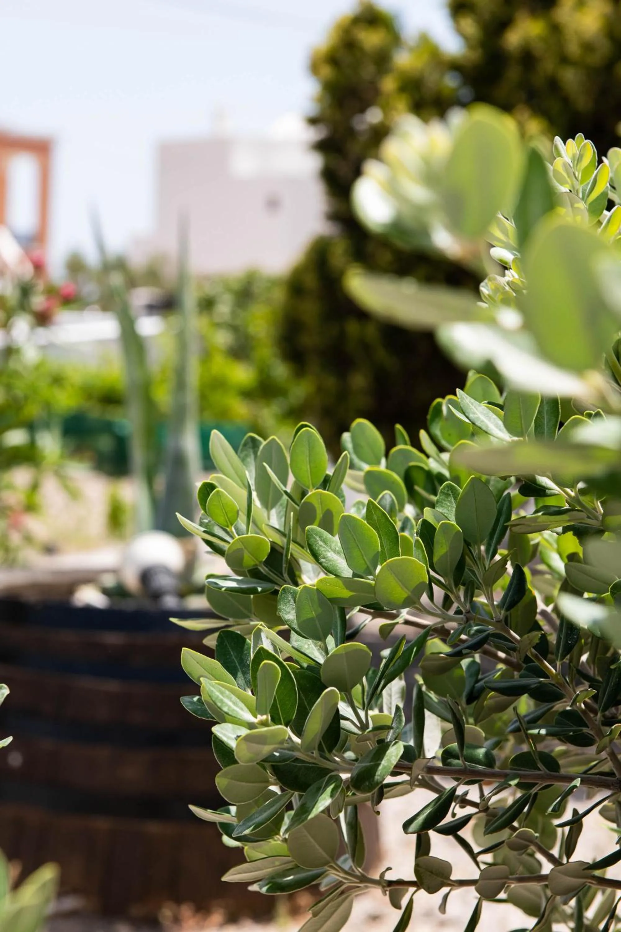 Garden in Mandilaria Studios