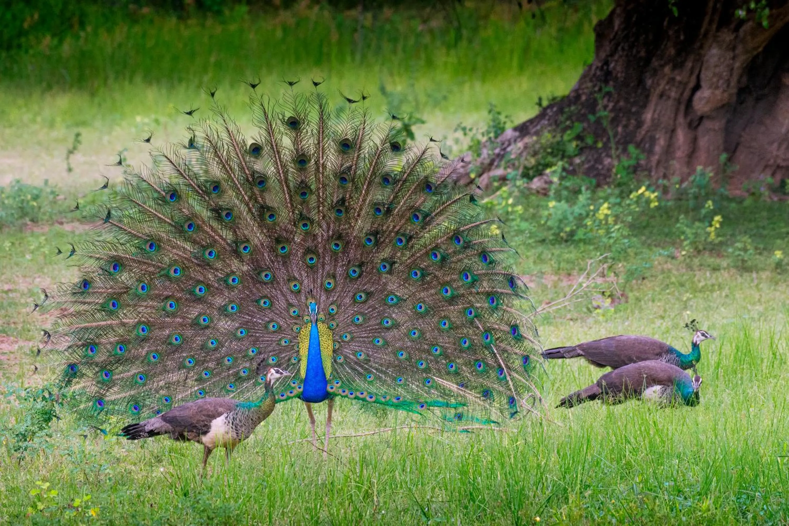 Day in Funky Leopard Safari Lodge Bordering Yala National Park