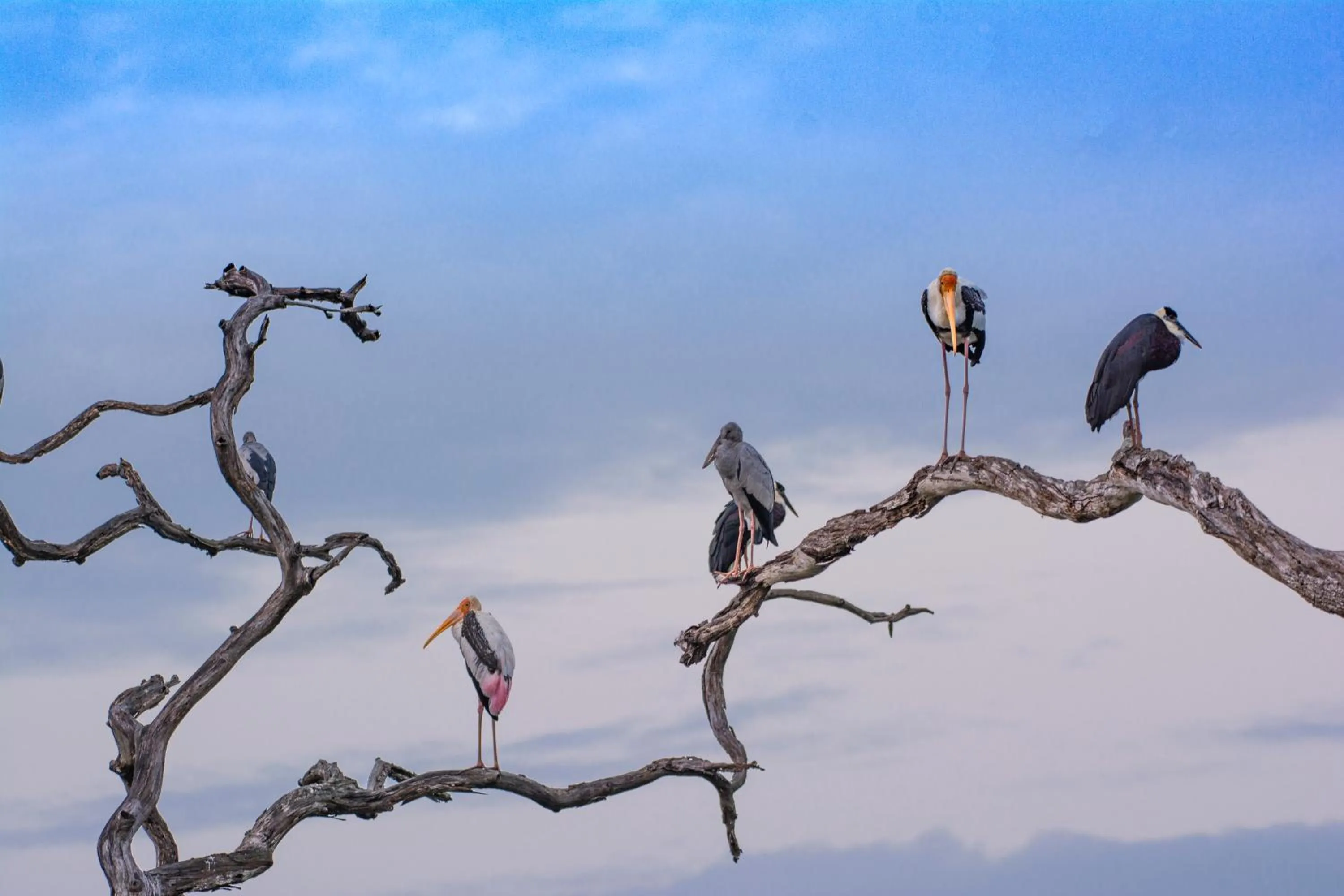 Animals in Funky Leopard Safari Lodge Bordering Yala National Park