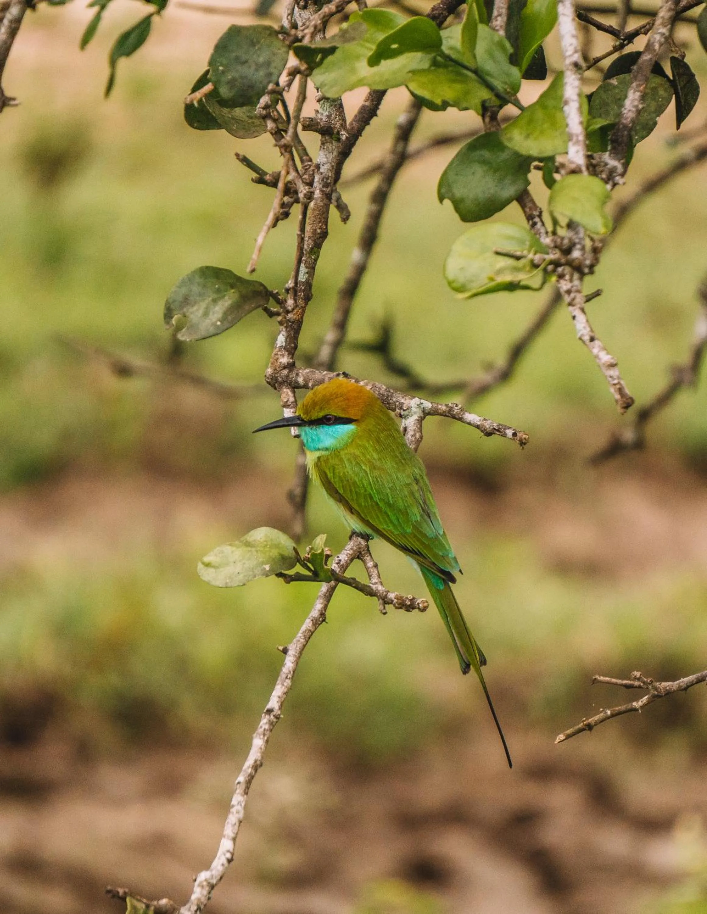 Day in Funky Leopard Safari Lodge Bordering Yala National Park