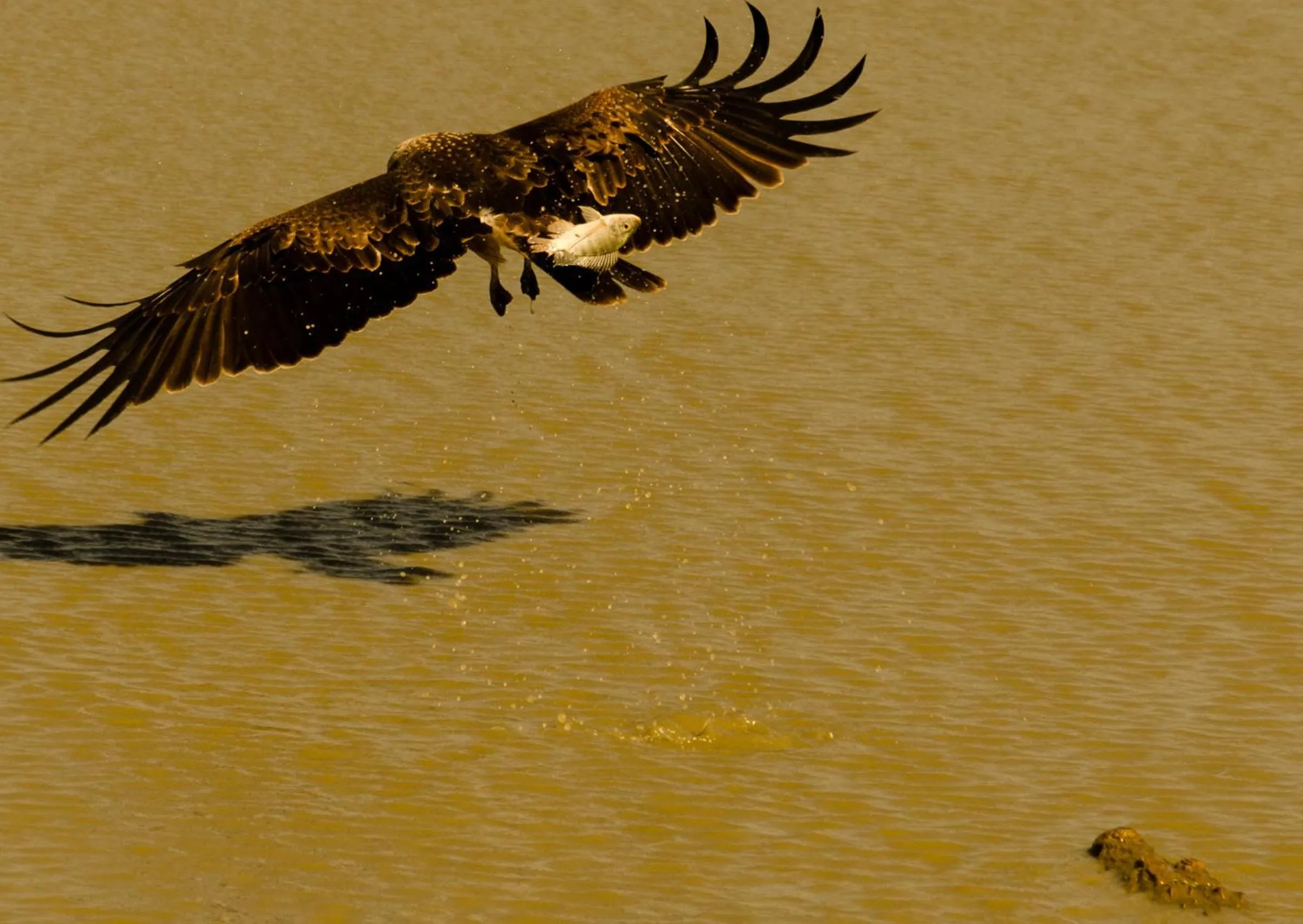 Animals in Funky Leopard Safari Lodge Bordering Yala National Park