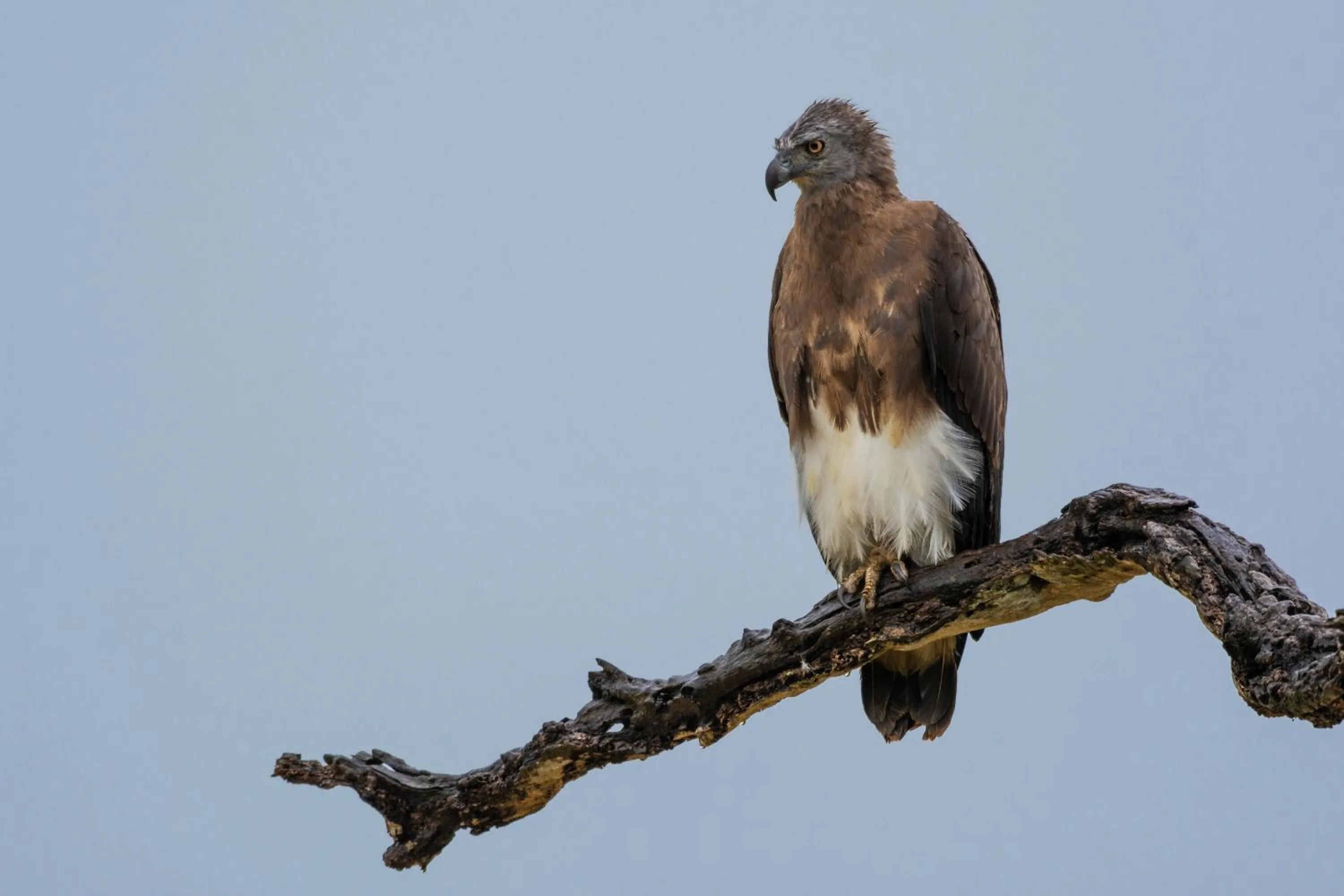 Animals in Funky Leopard Safari Lodge Bordering Yala National Park