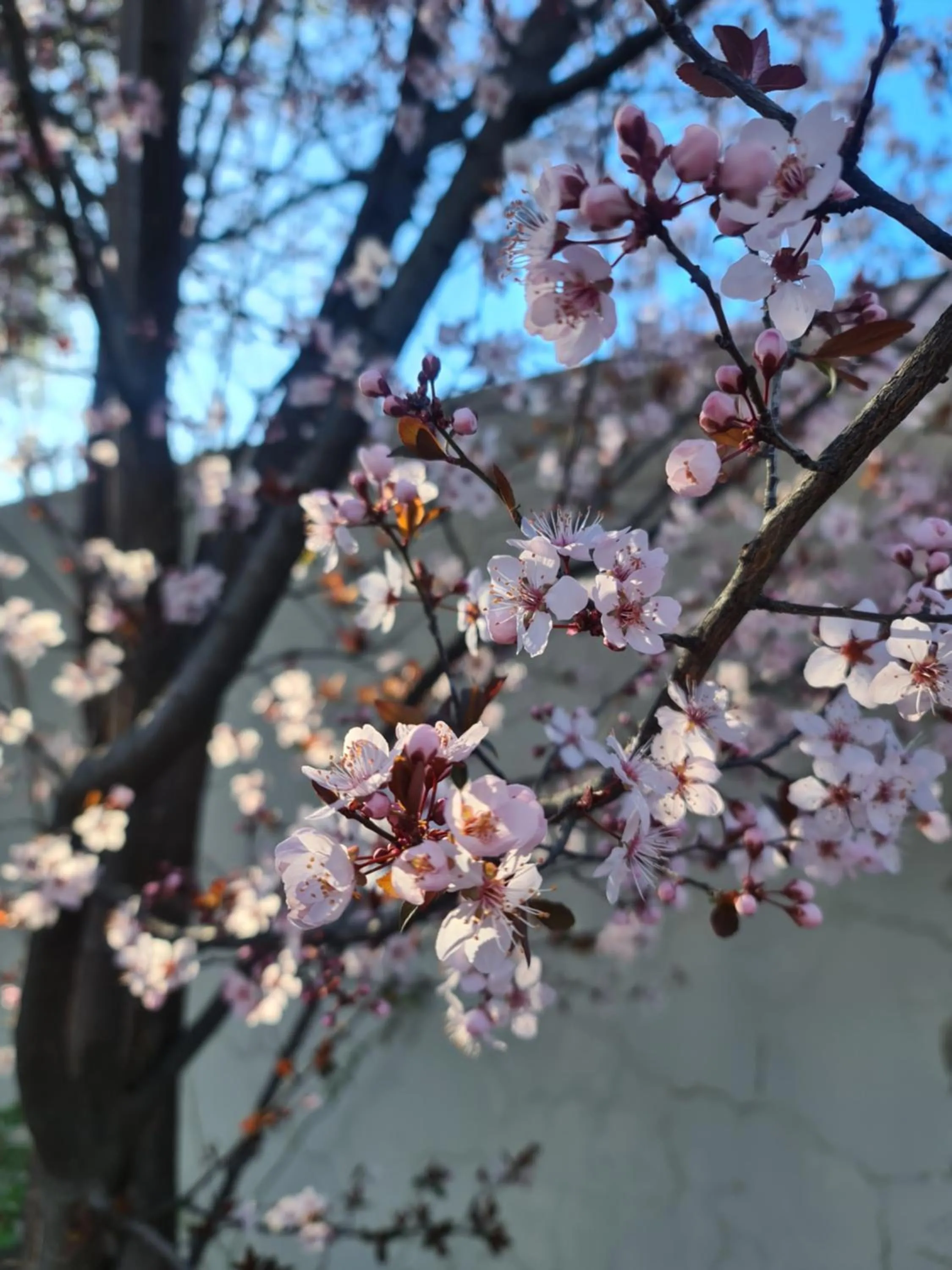 Spring in Lion Lodge