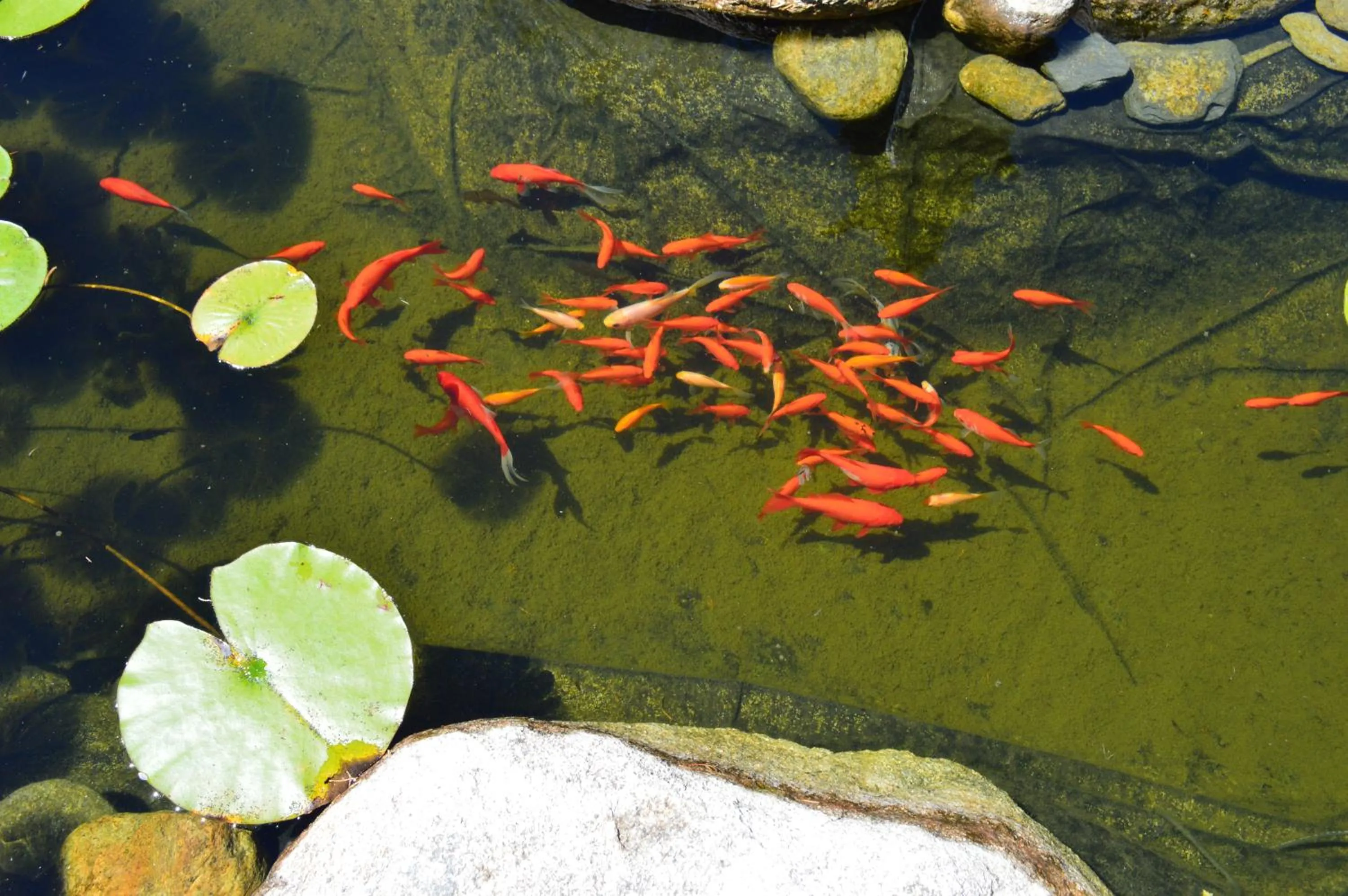 Garden in Villa Lafabregue