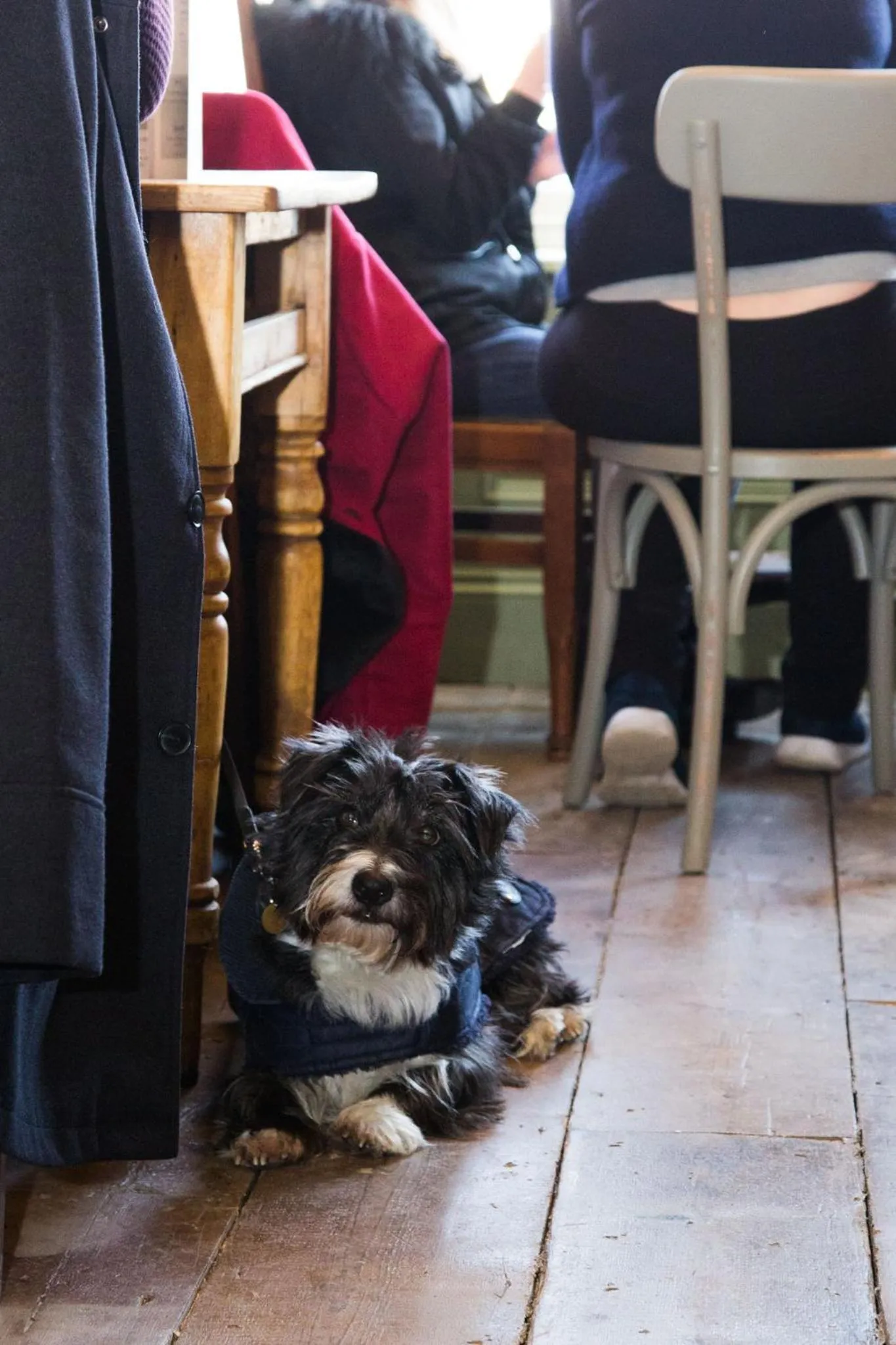 Pets in The Bull Hotel