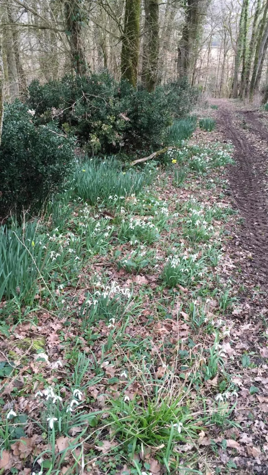 Garden view in Manoir la Rumillette