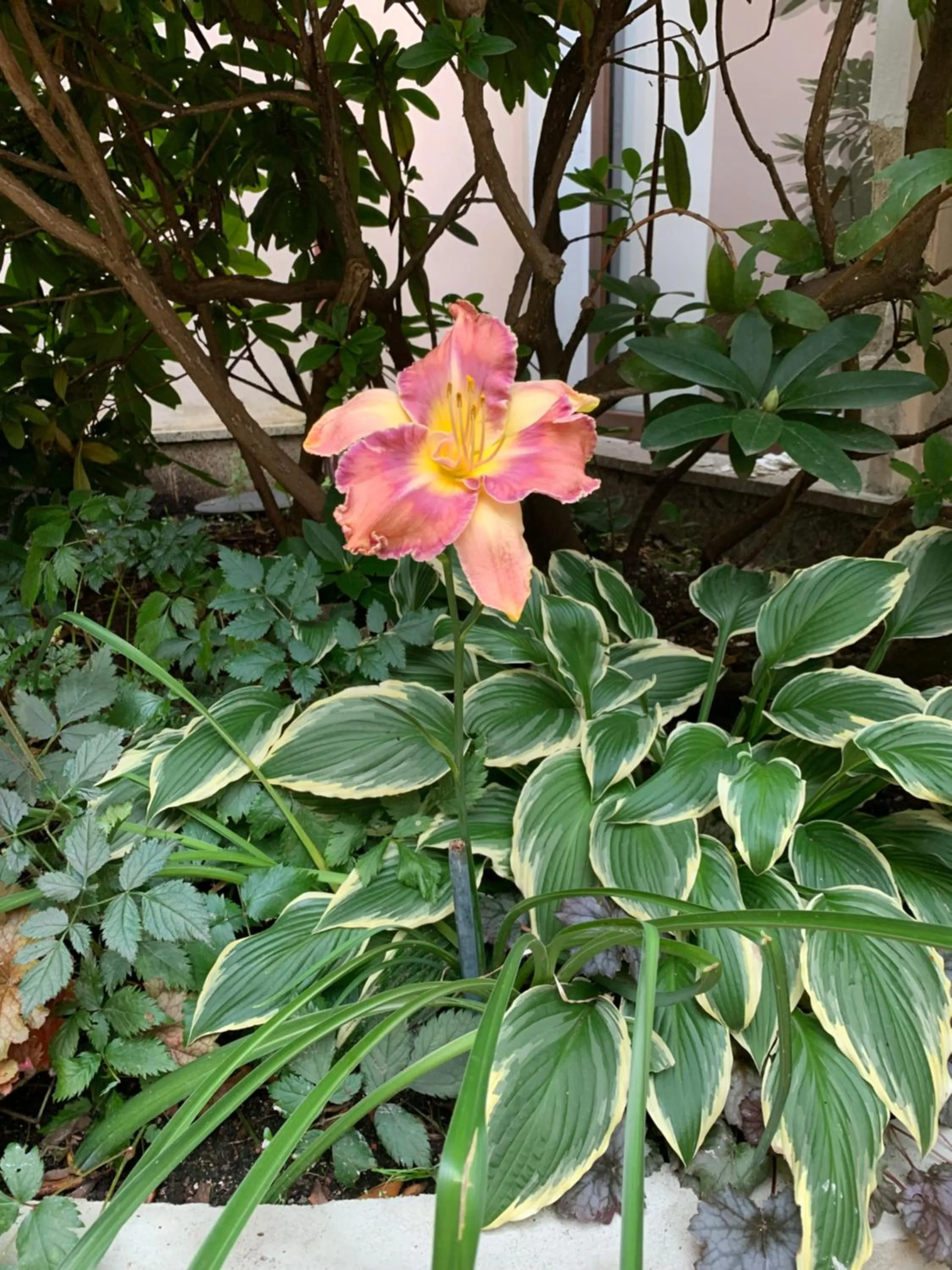 Garden in Apartma La Provence