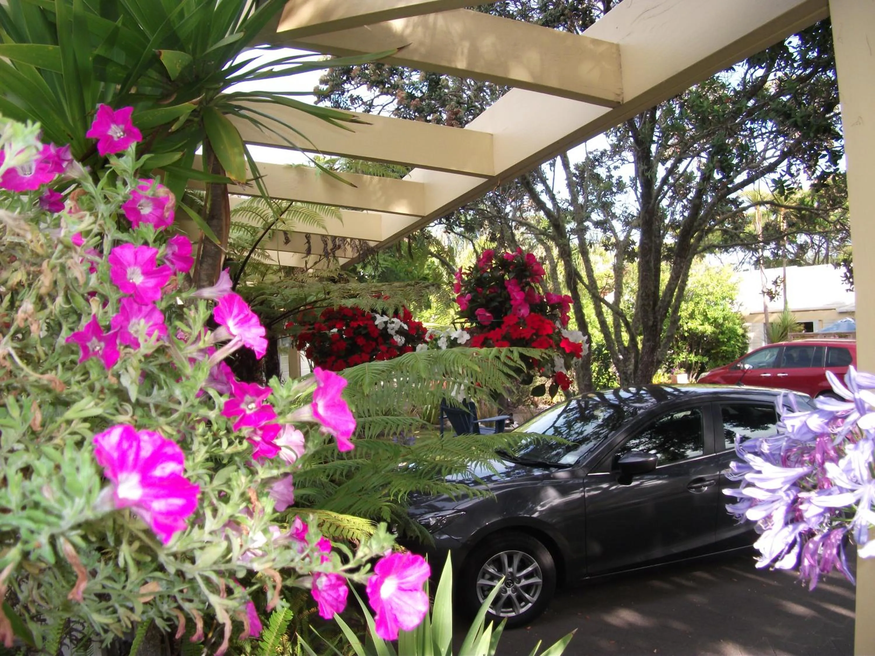 Garden in Tatahi Cove Back Packer