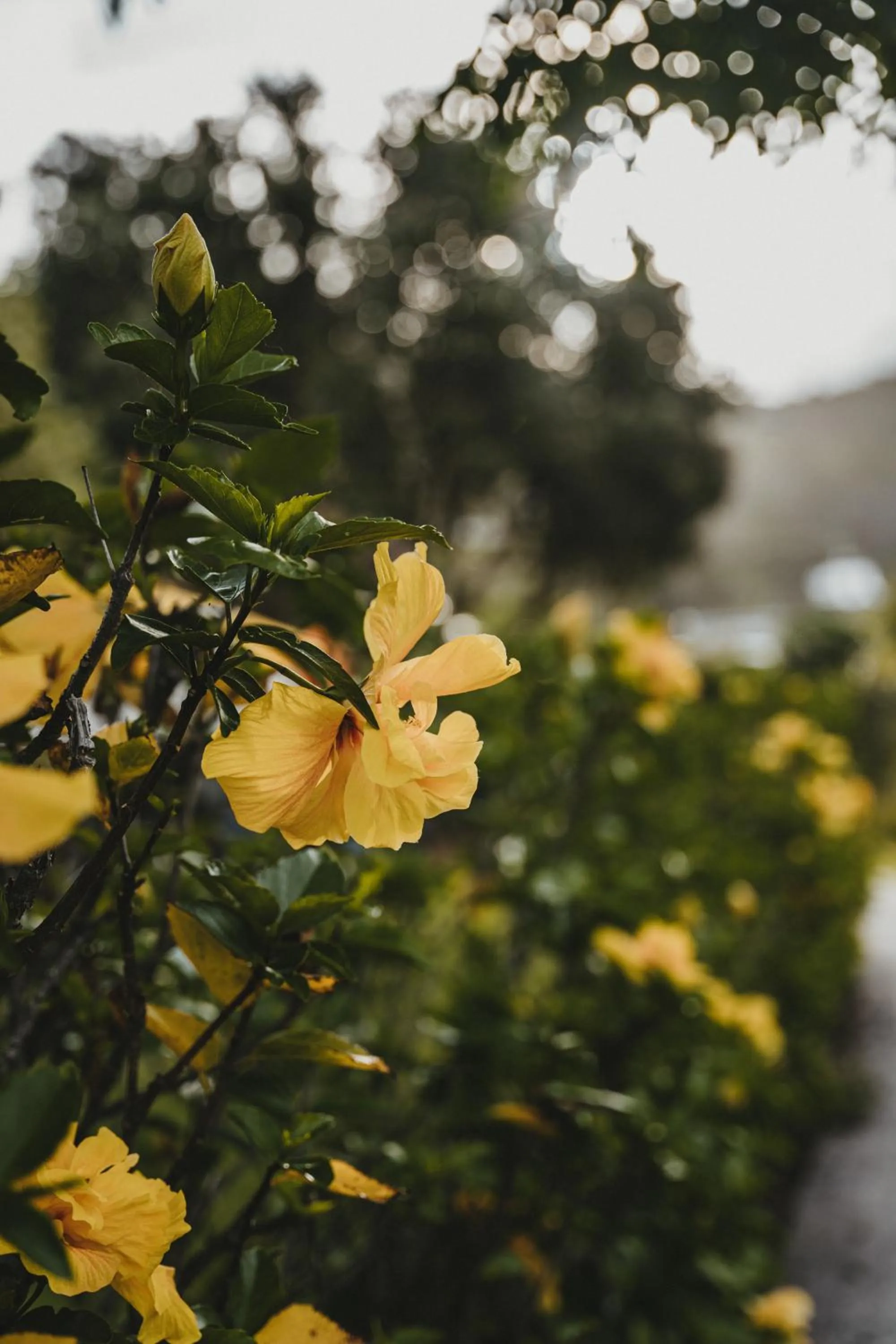 Garden in Tatahi Cove Back Packer