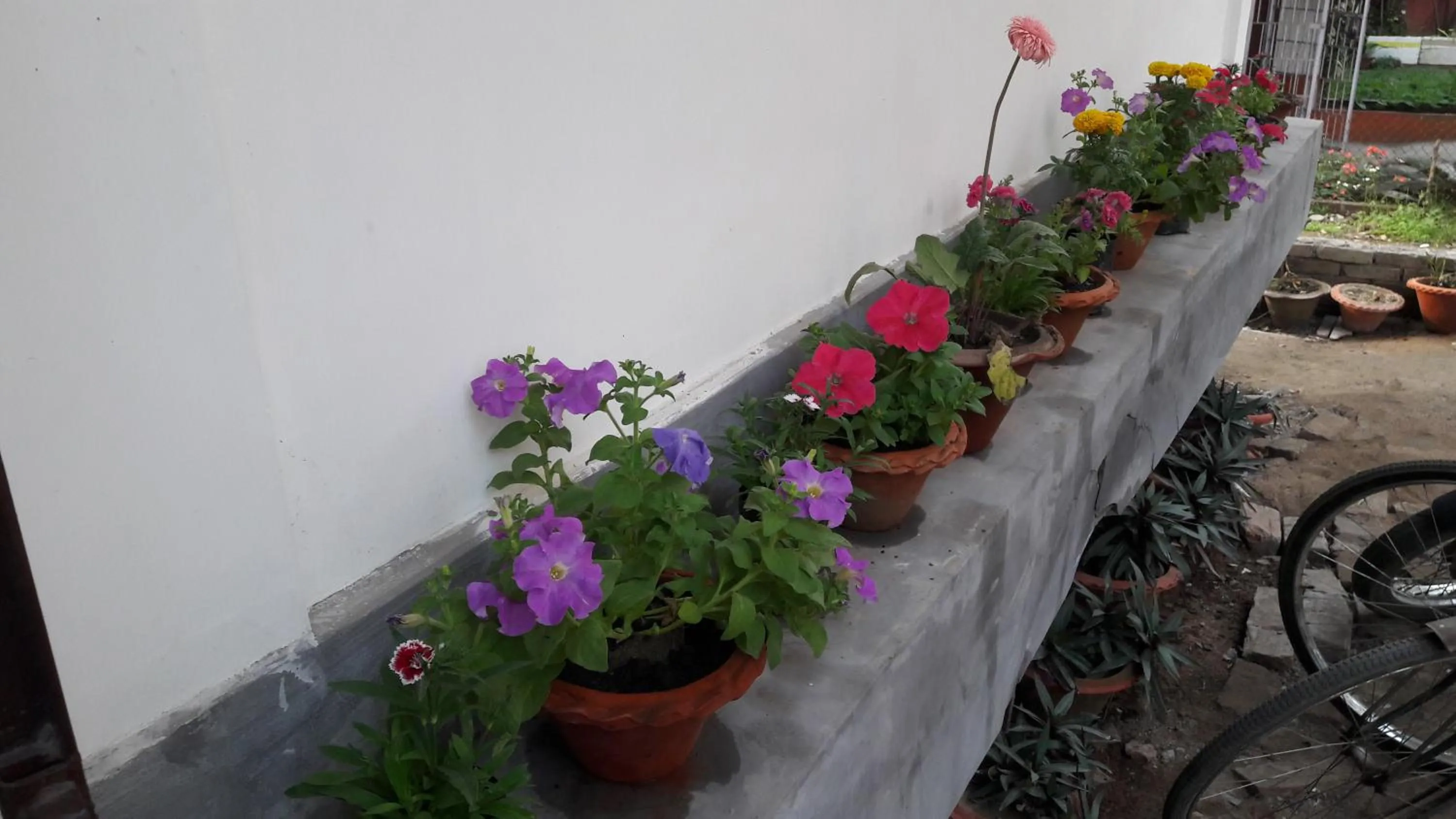 Garden in Hotel Indira