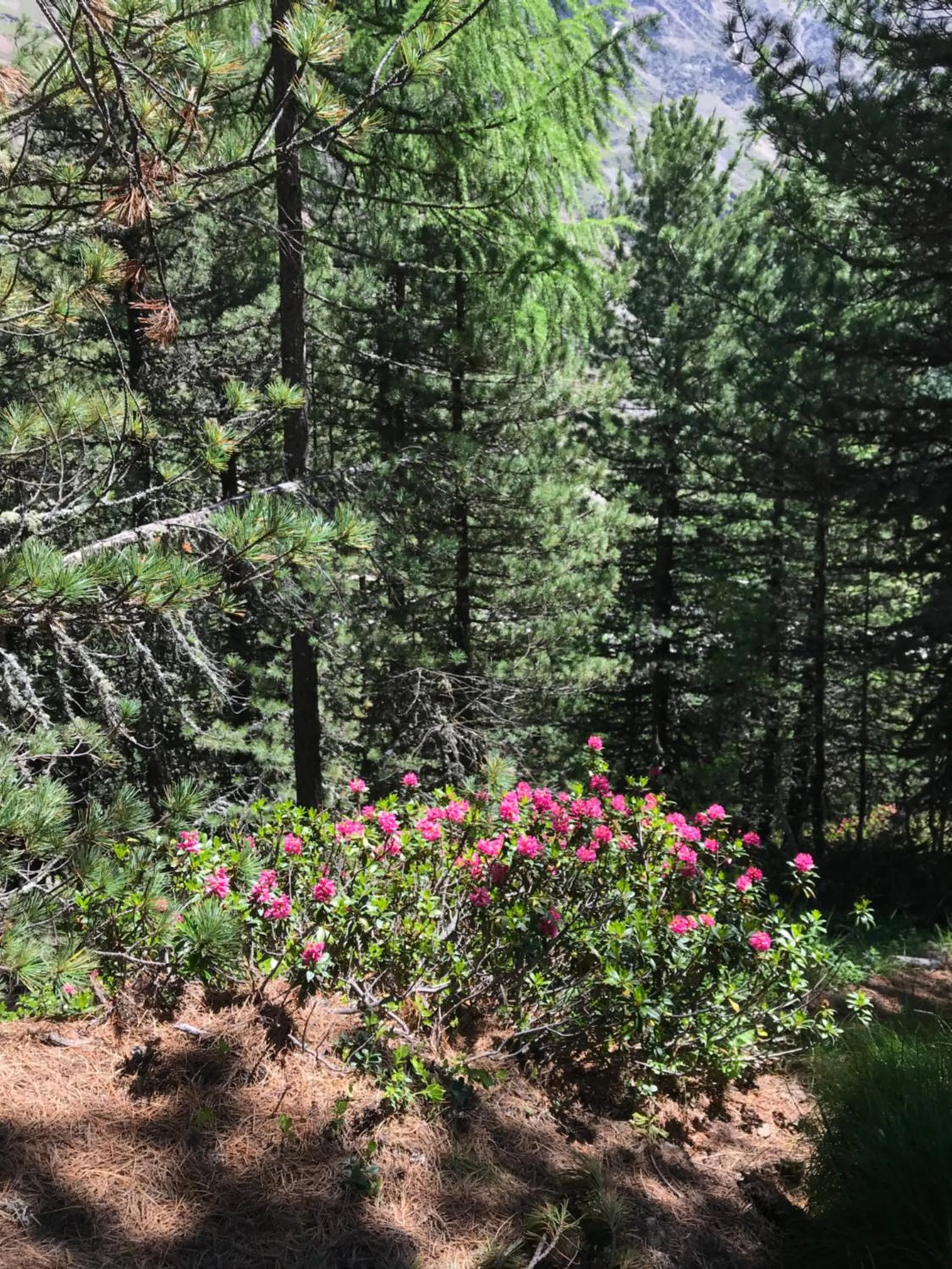 Staff in Piccolo Hotel Gurschler