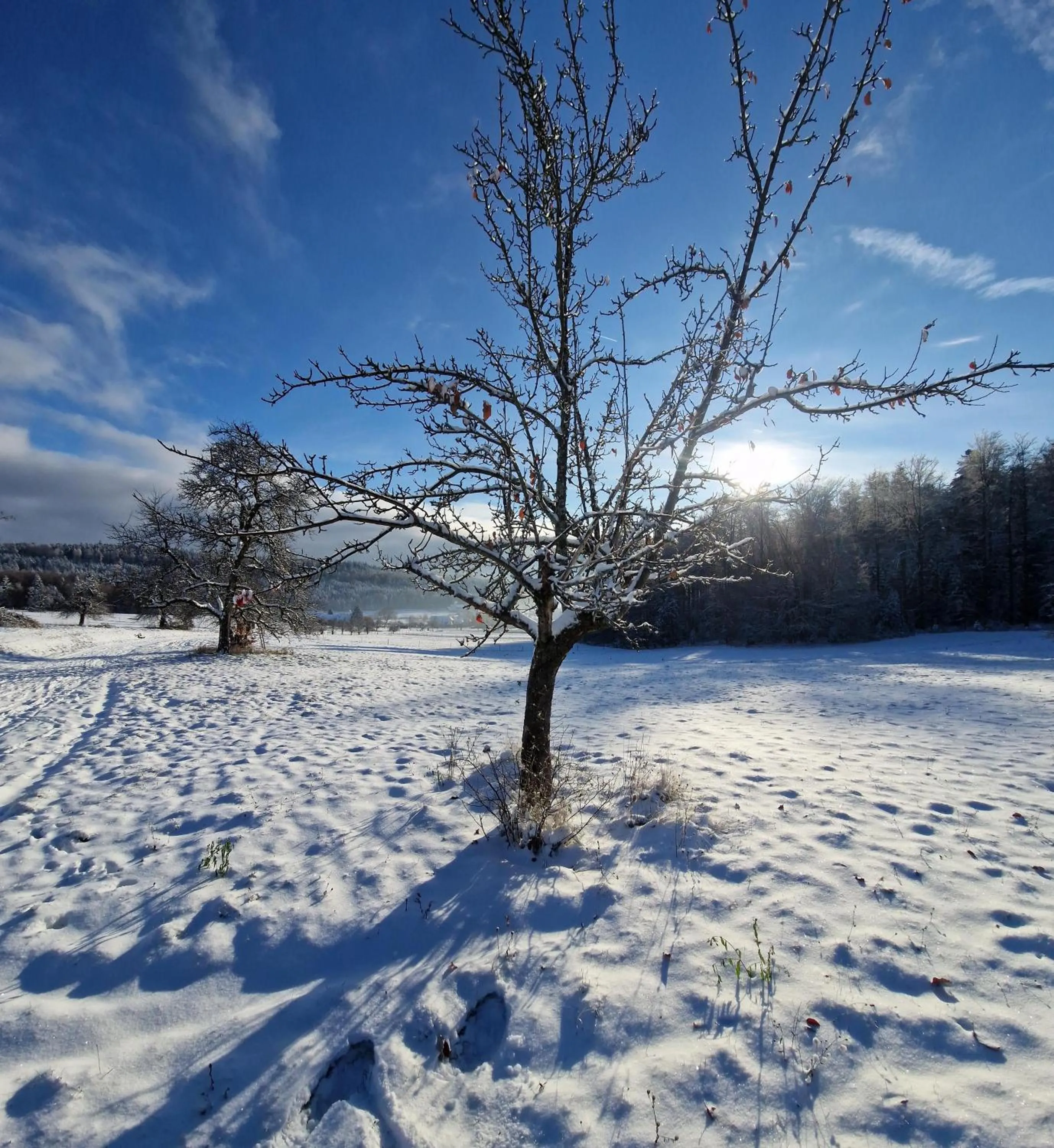 Day in Hotel Platzhirsch