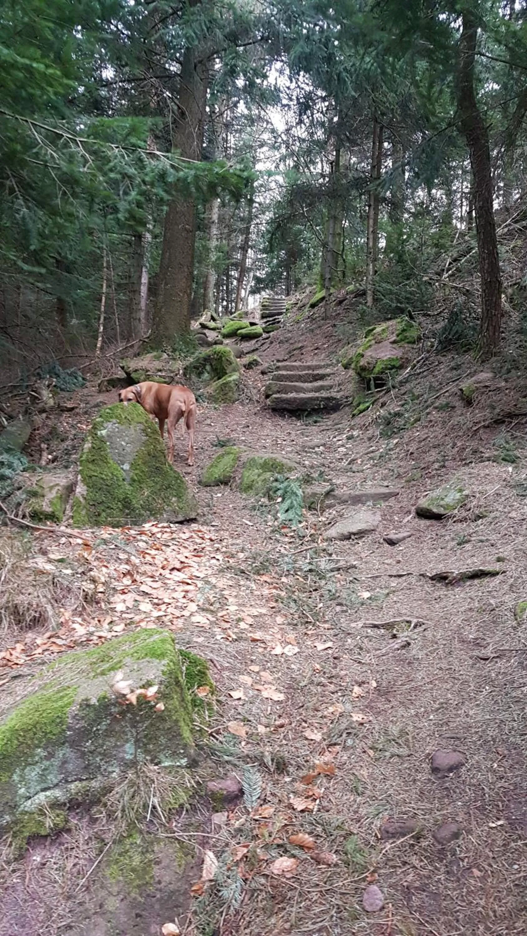 Hiking in Hotel Platzhirsch