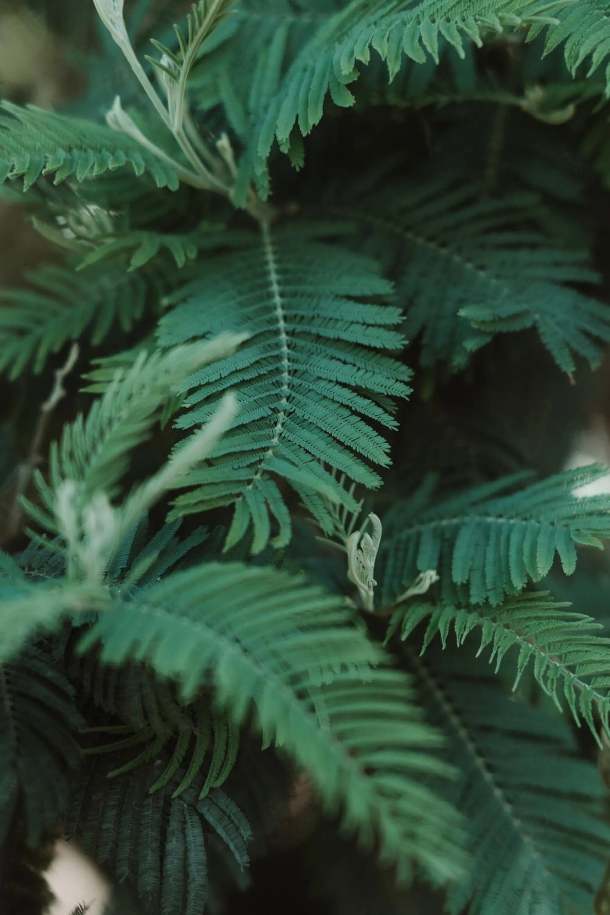 Natural landscape in Hôtel Les Fougères - Hossegor