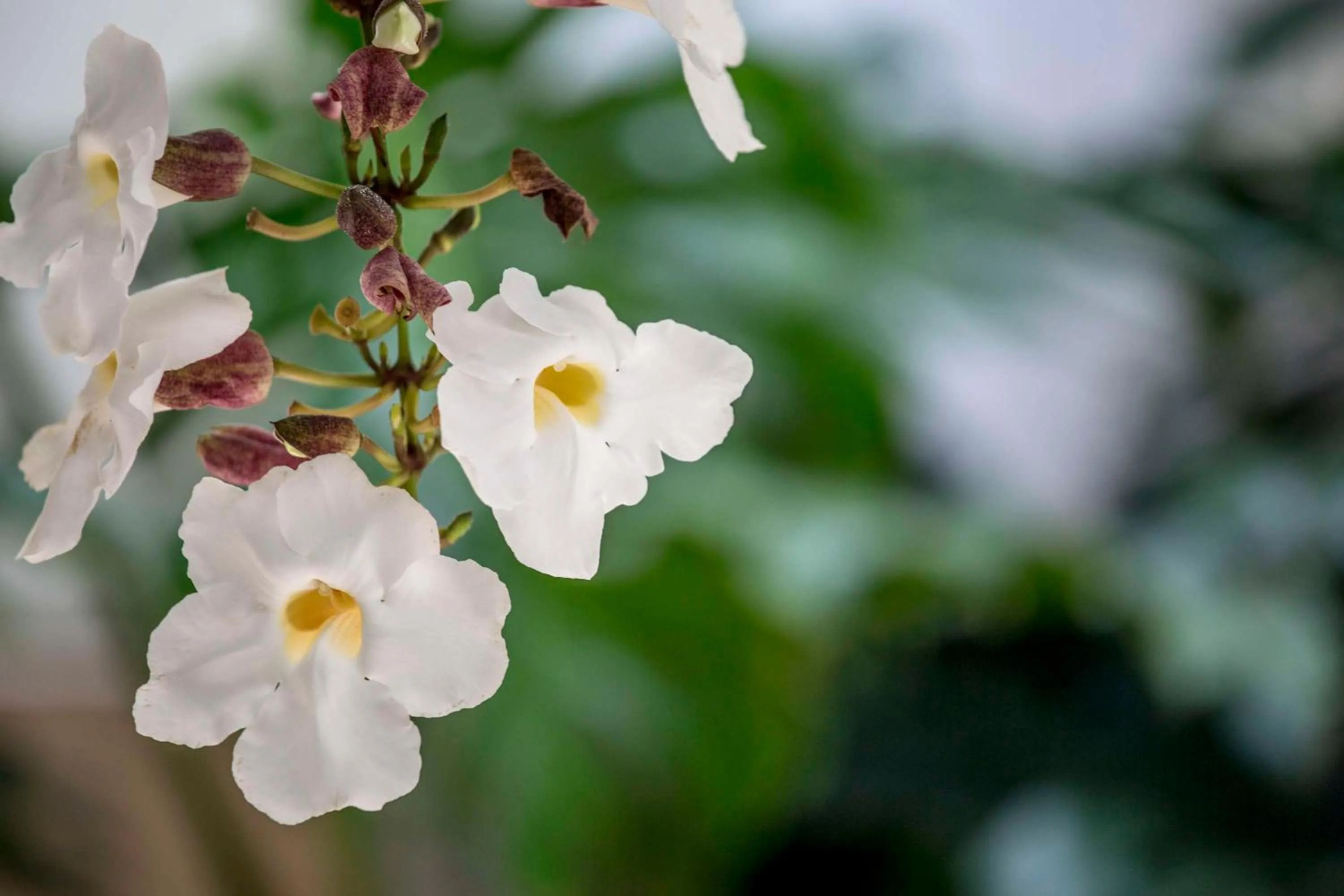Day in Aston Waikiki Beach Tower