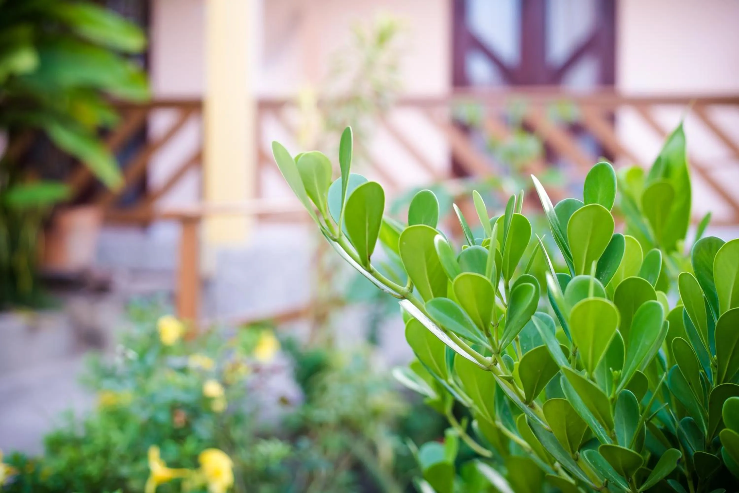 Garden in Pousada D' Areia