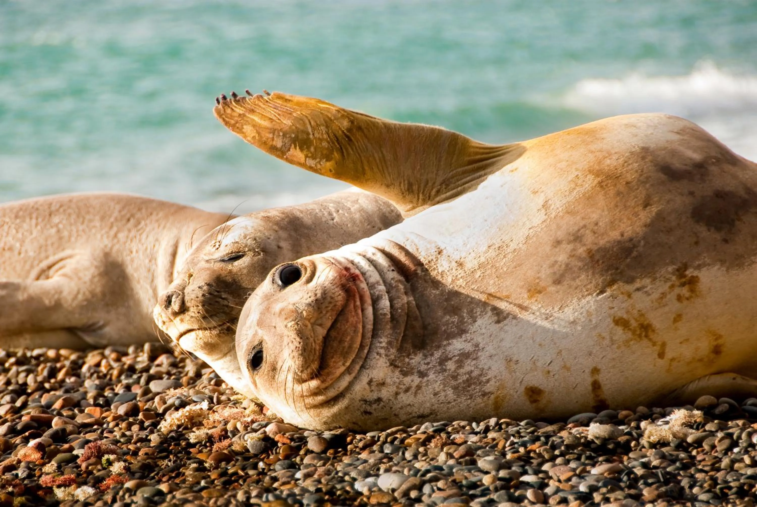 Animals in Hotel Península Valdés