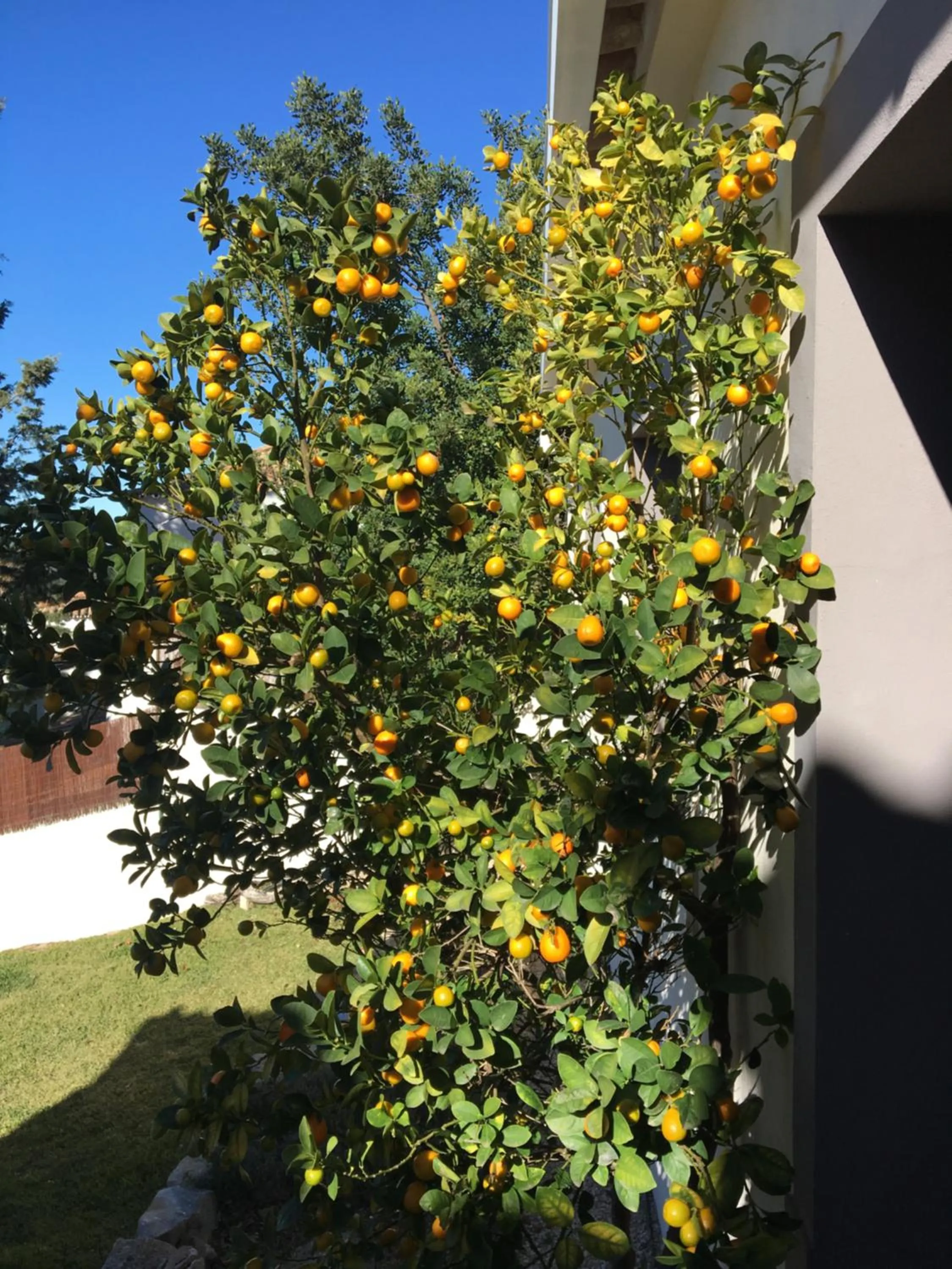 Spring in Felicidade