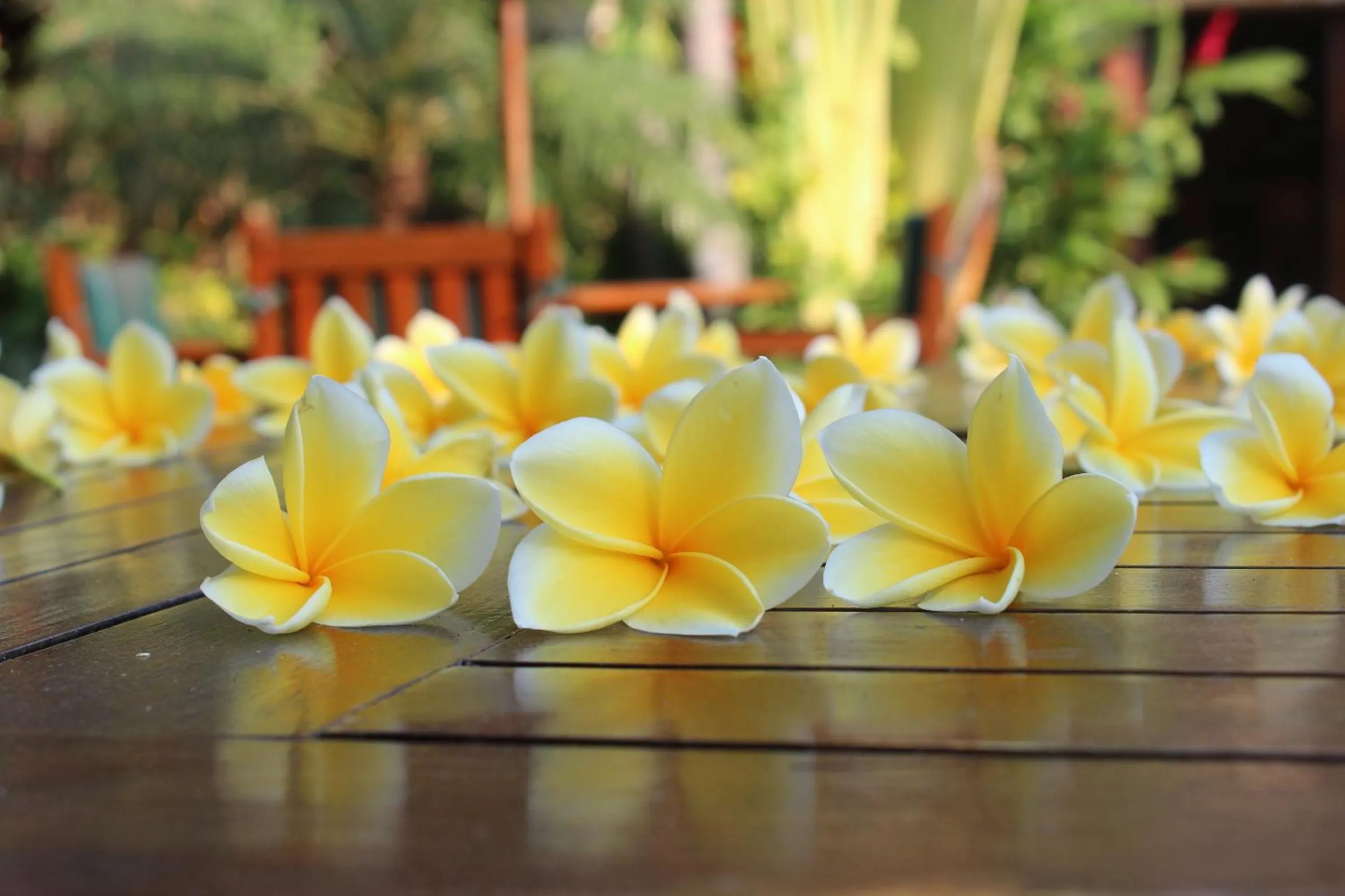 Swimming pool in Dewani Villa Resort
