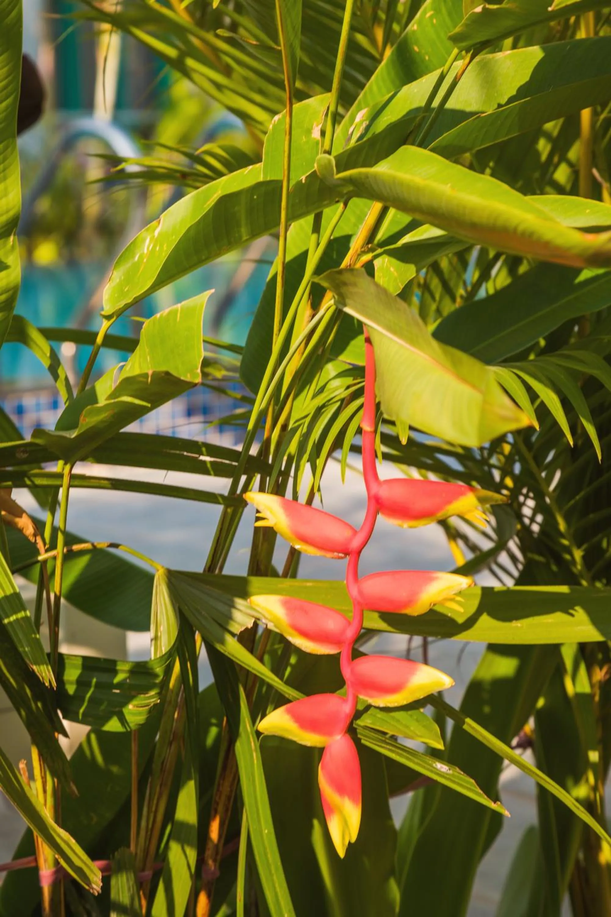 Garden in Philip Bungalow