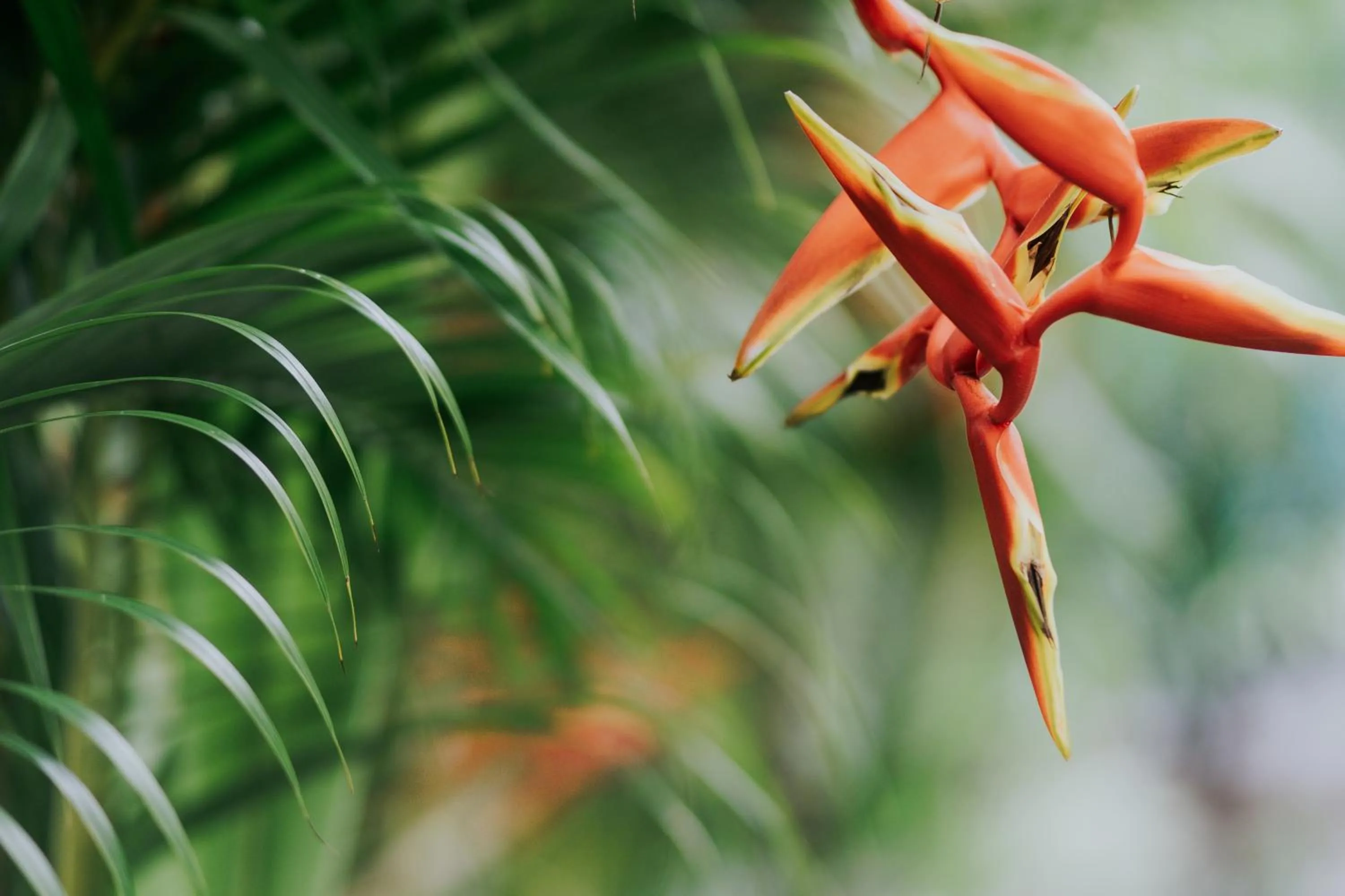 Garden in Philip Bungalow