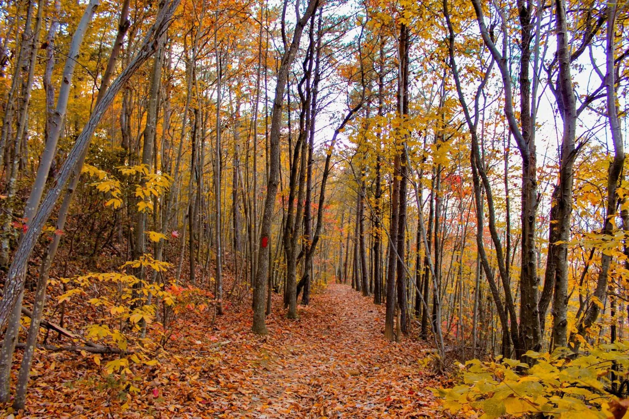 Nearby landmark in Holiday Inn Roanoke - Tanglewood Route 419 & I 581 by IHG