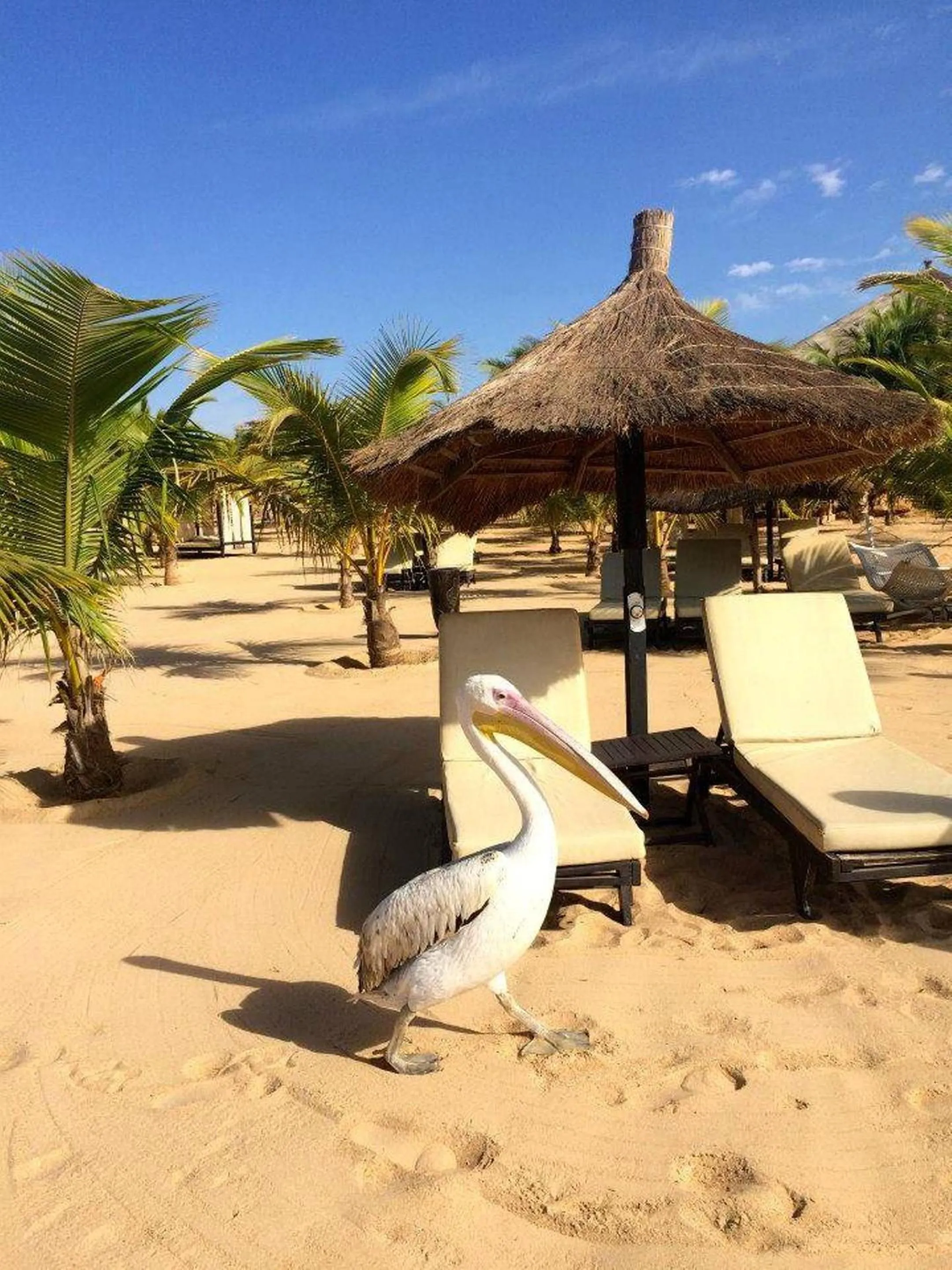 Activities in Movenpick Resort Lamantin Saly