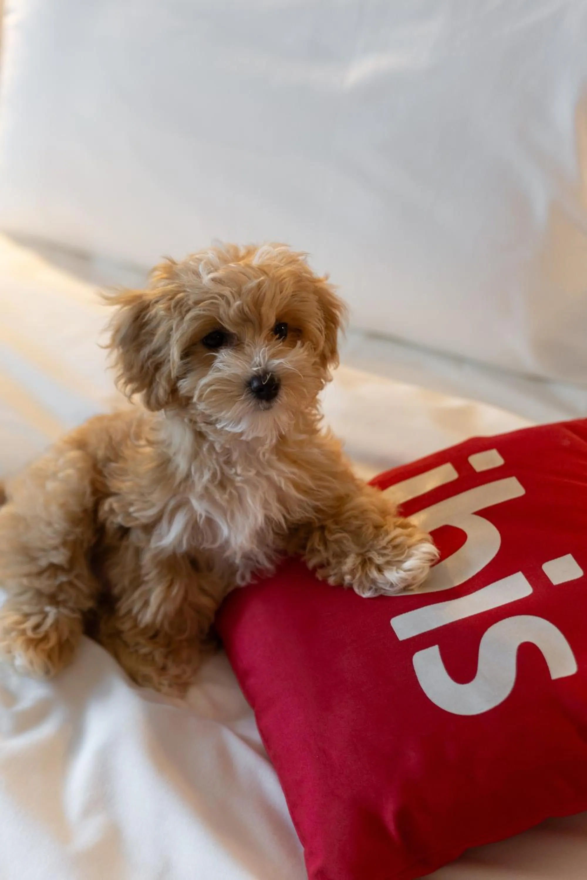 Animals in ibis Kyiv Railway Station