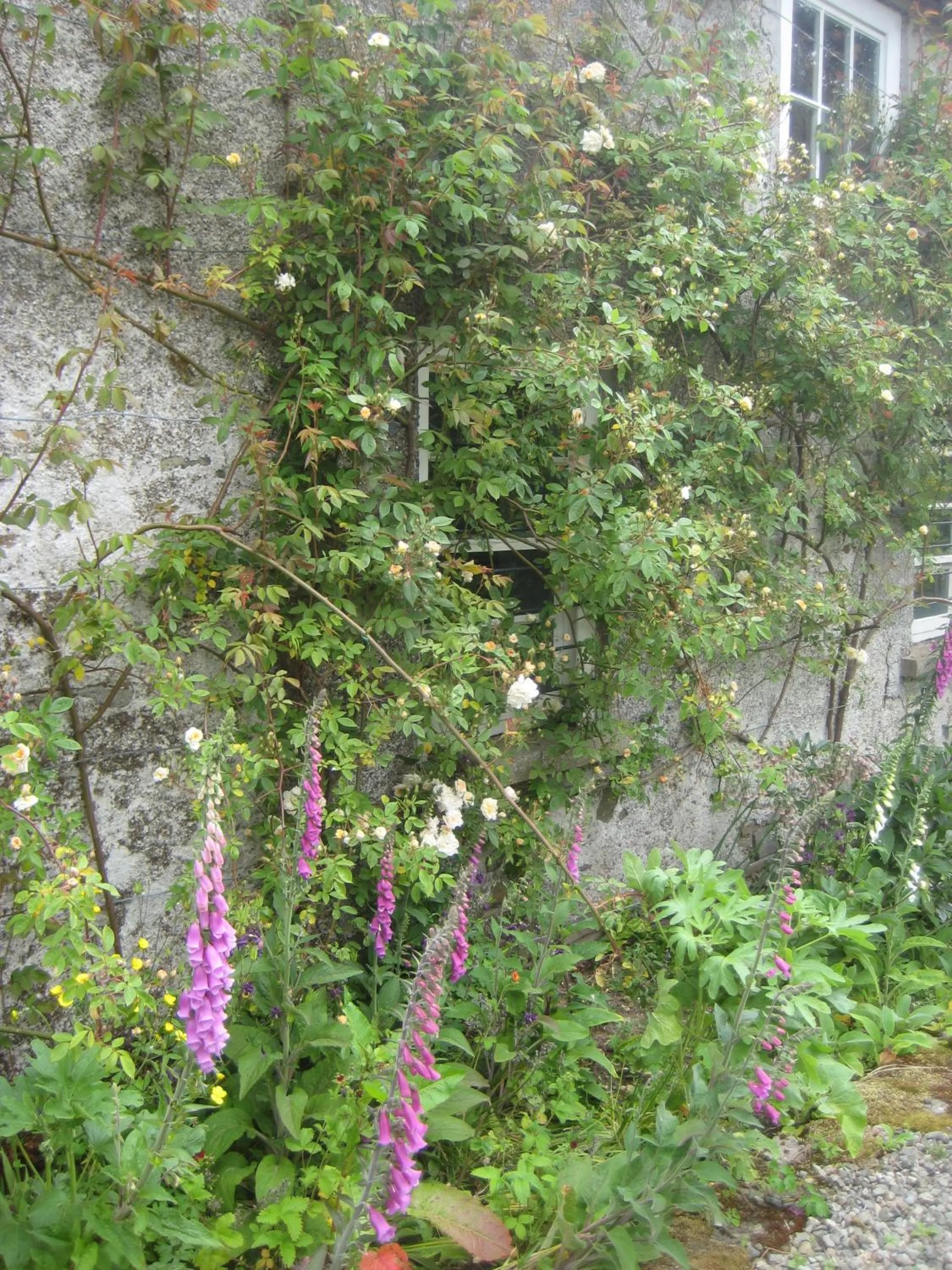 Garden in Ballydugan Country House