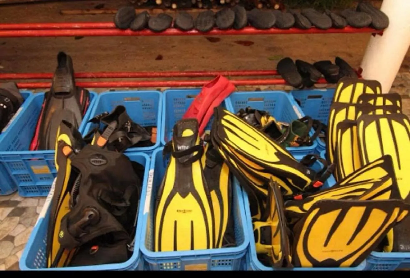 Snorkeling in Mabuhay Thresher Dive Resort