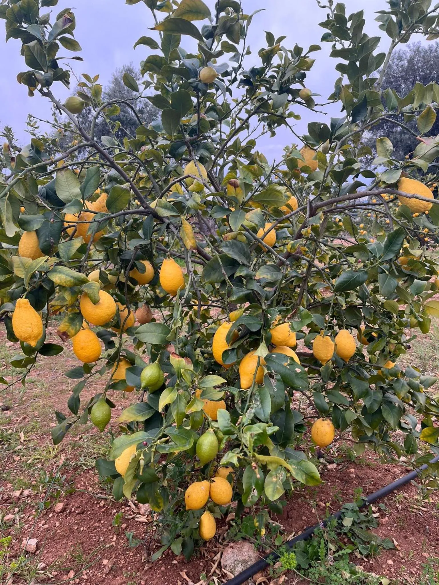 Spring in Don Peppe B&B