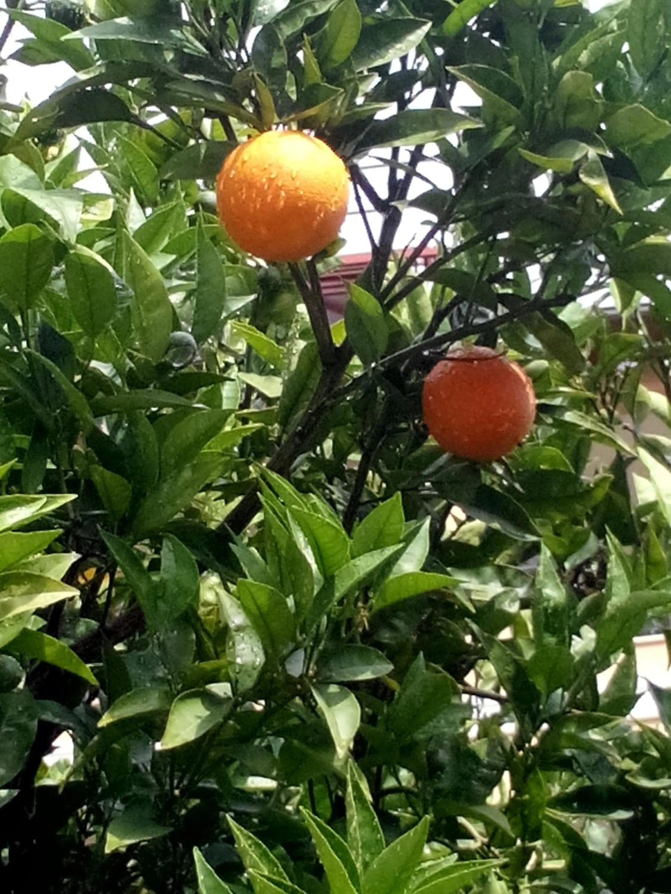 Garden in Sailor Apart Hotel