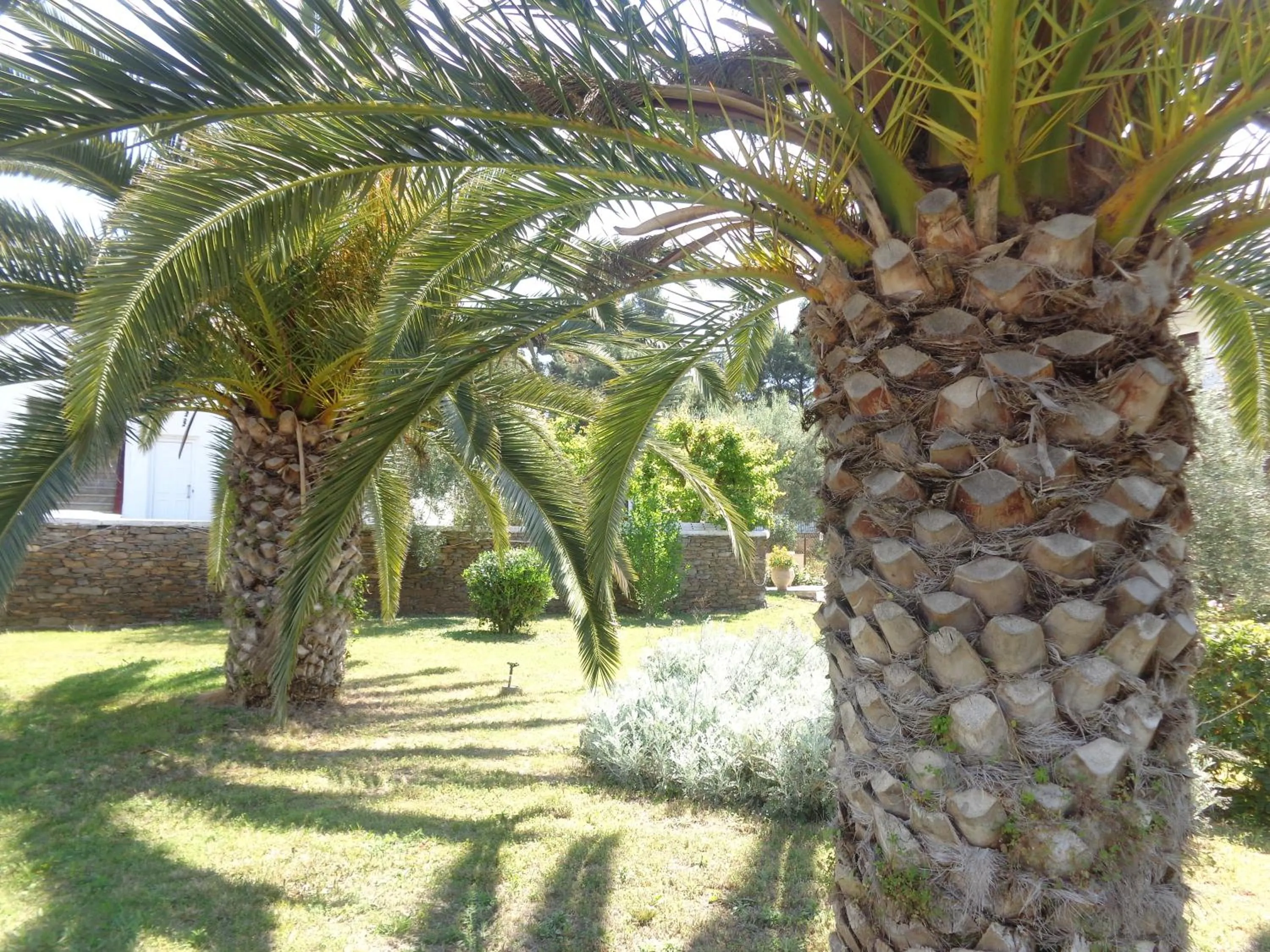 Garden in Porto Matina