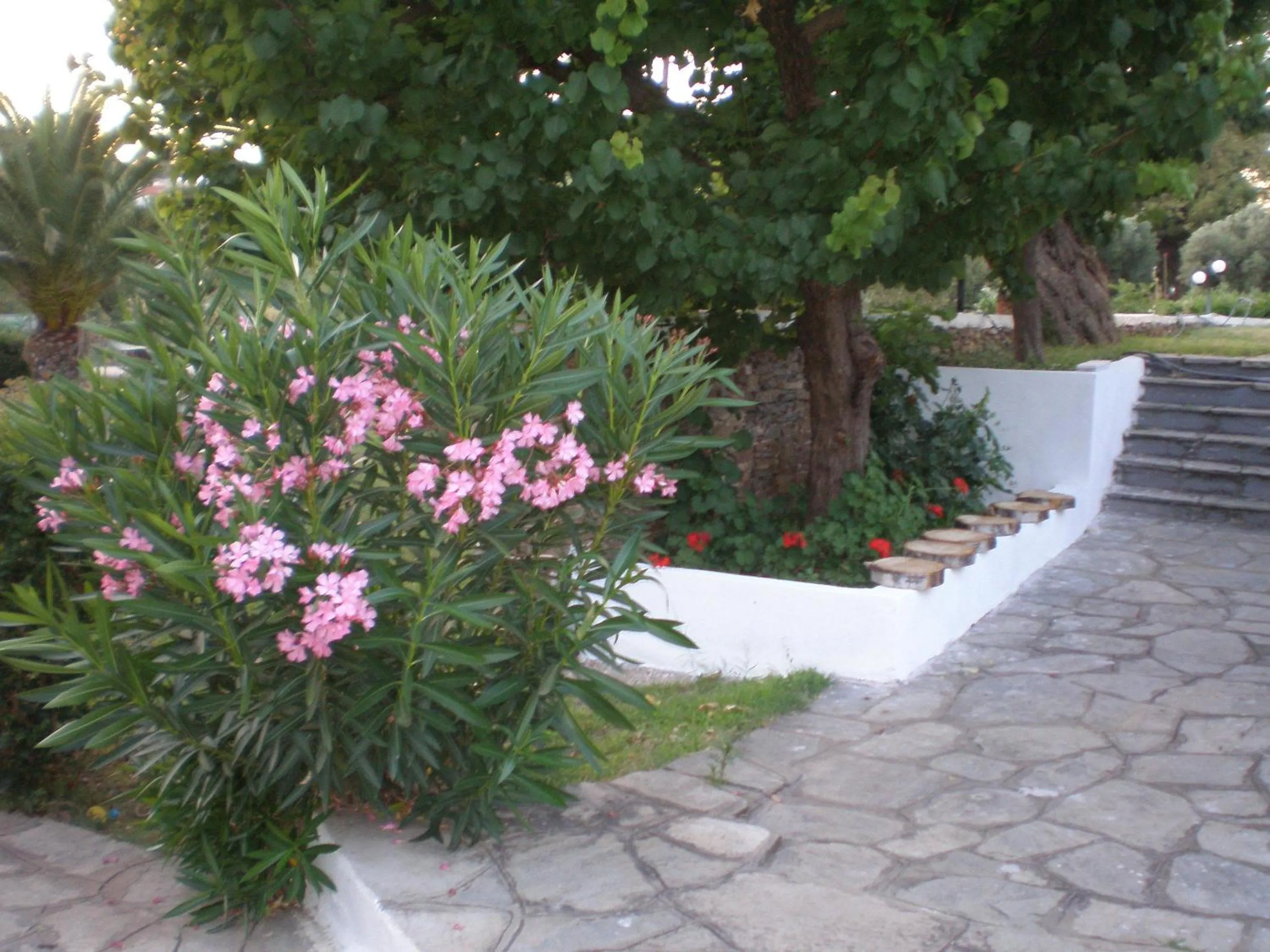 Garden in Porto Matina