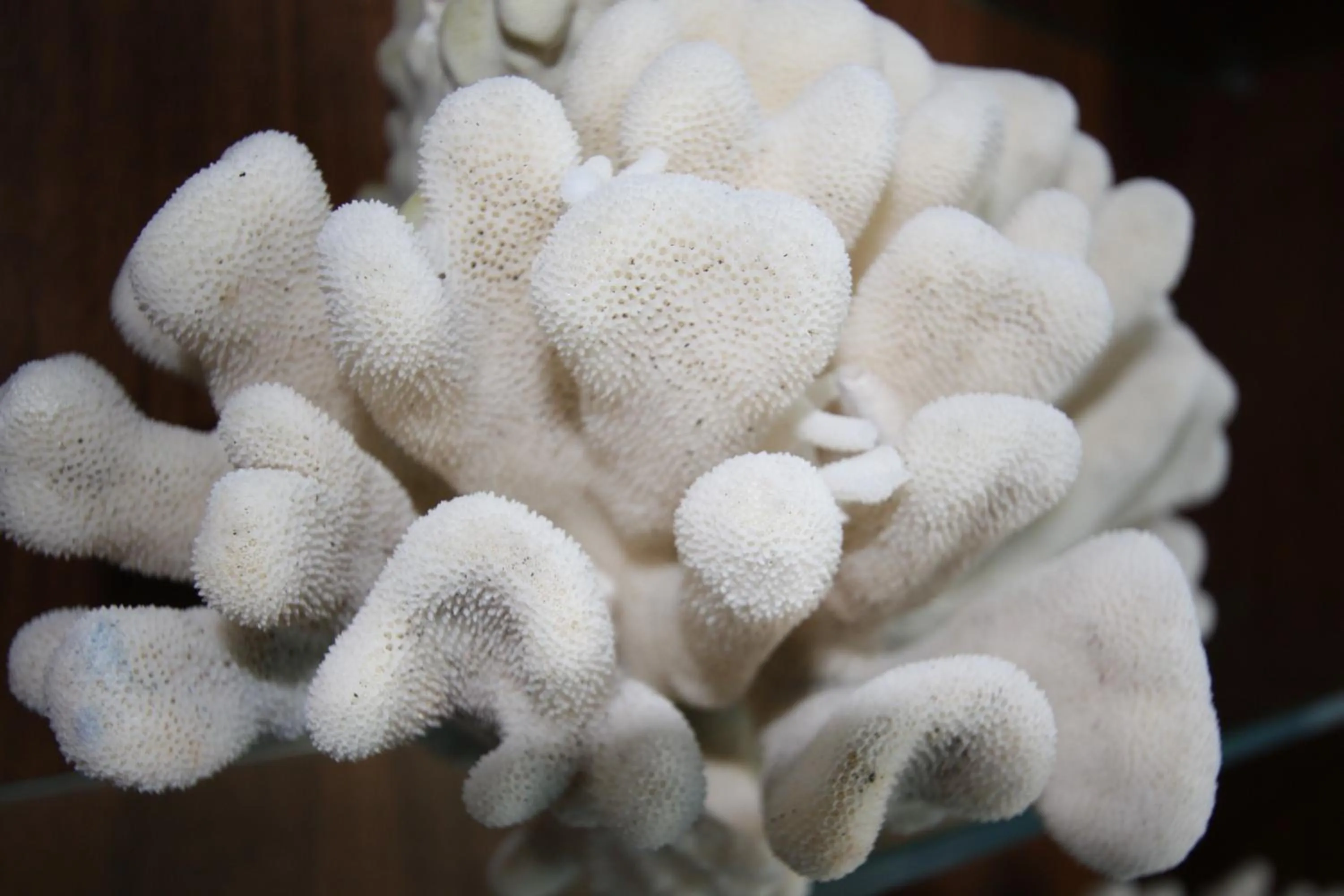 Decorative detail in Hotel Garnì Corallo