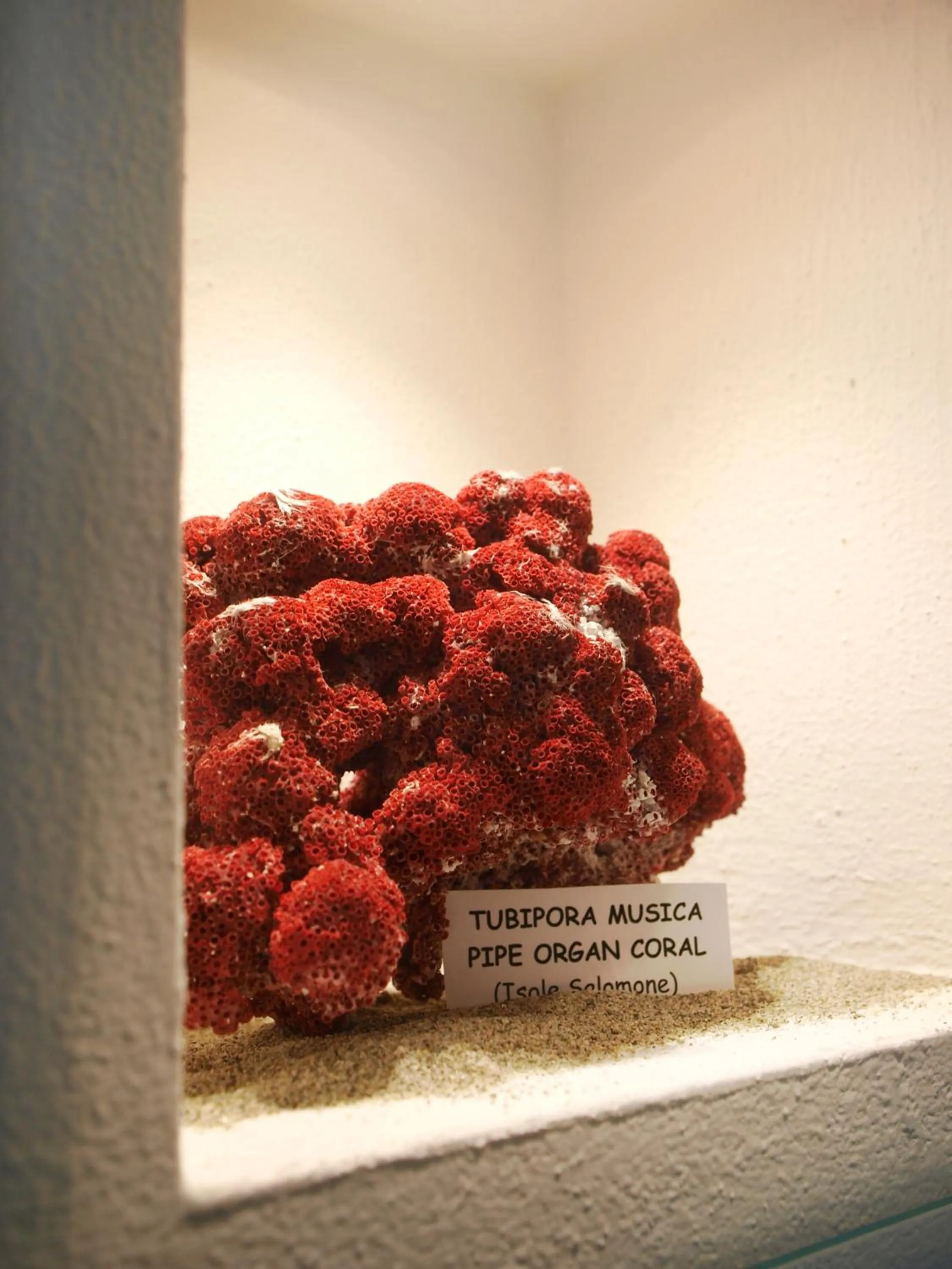 Decorative detail in Hotel Garnì Corallo