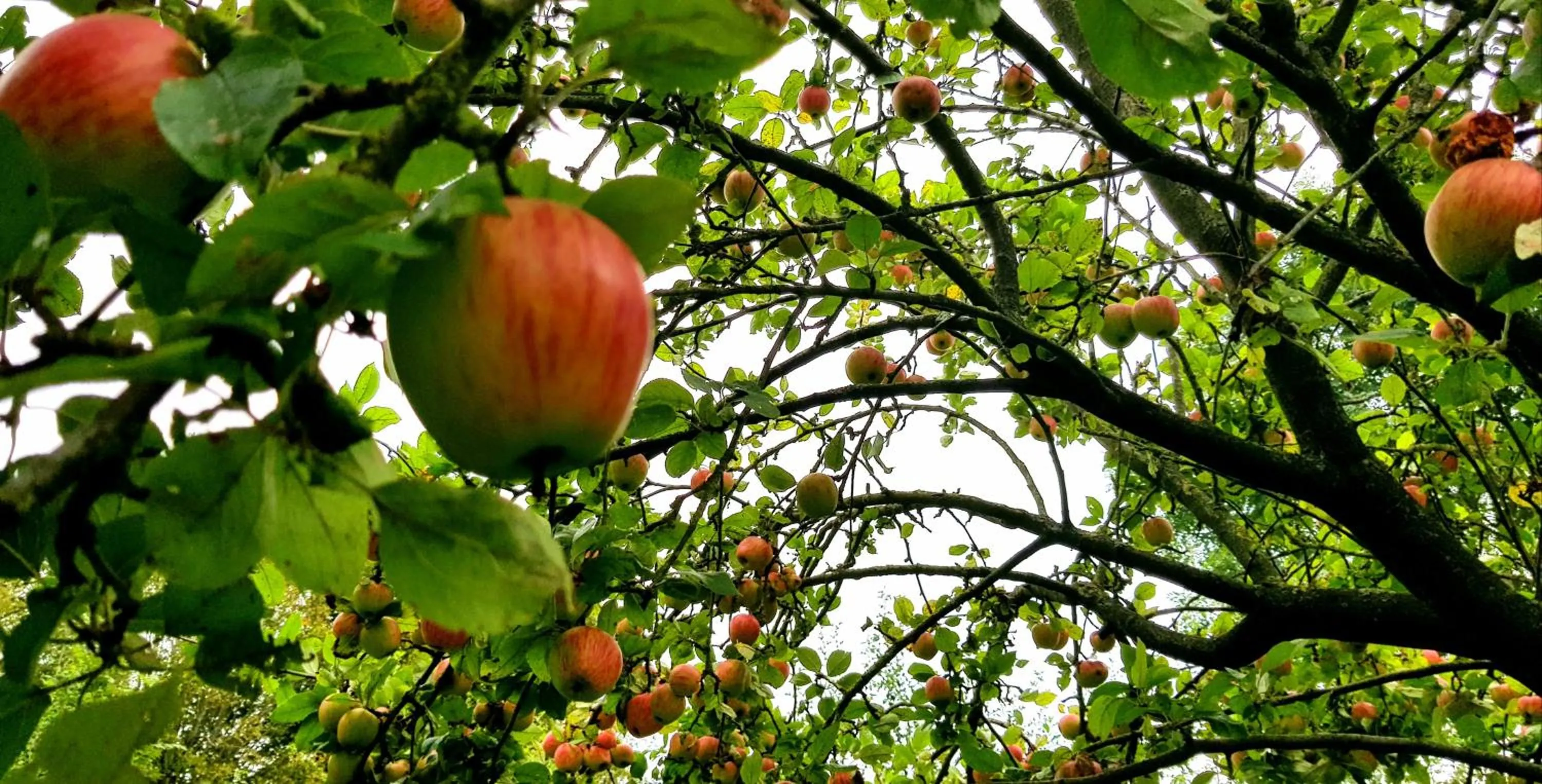 Garden in Il etait une ferme