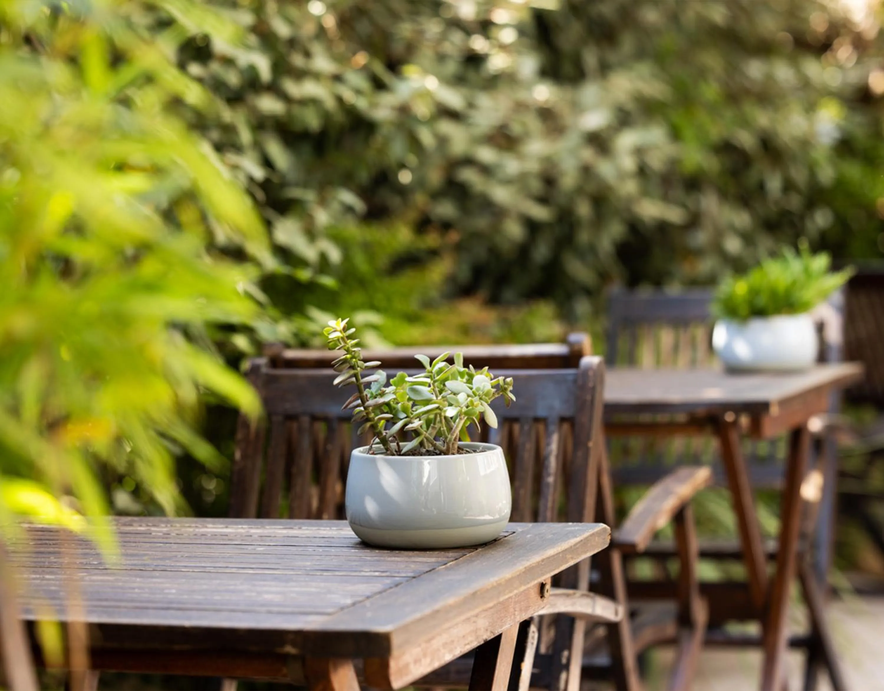 Garden in Hotel Constellation