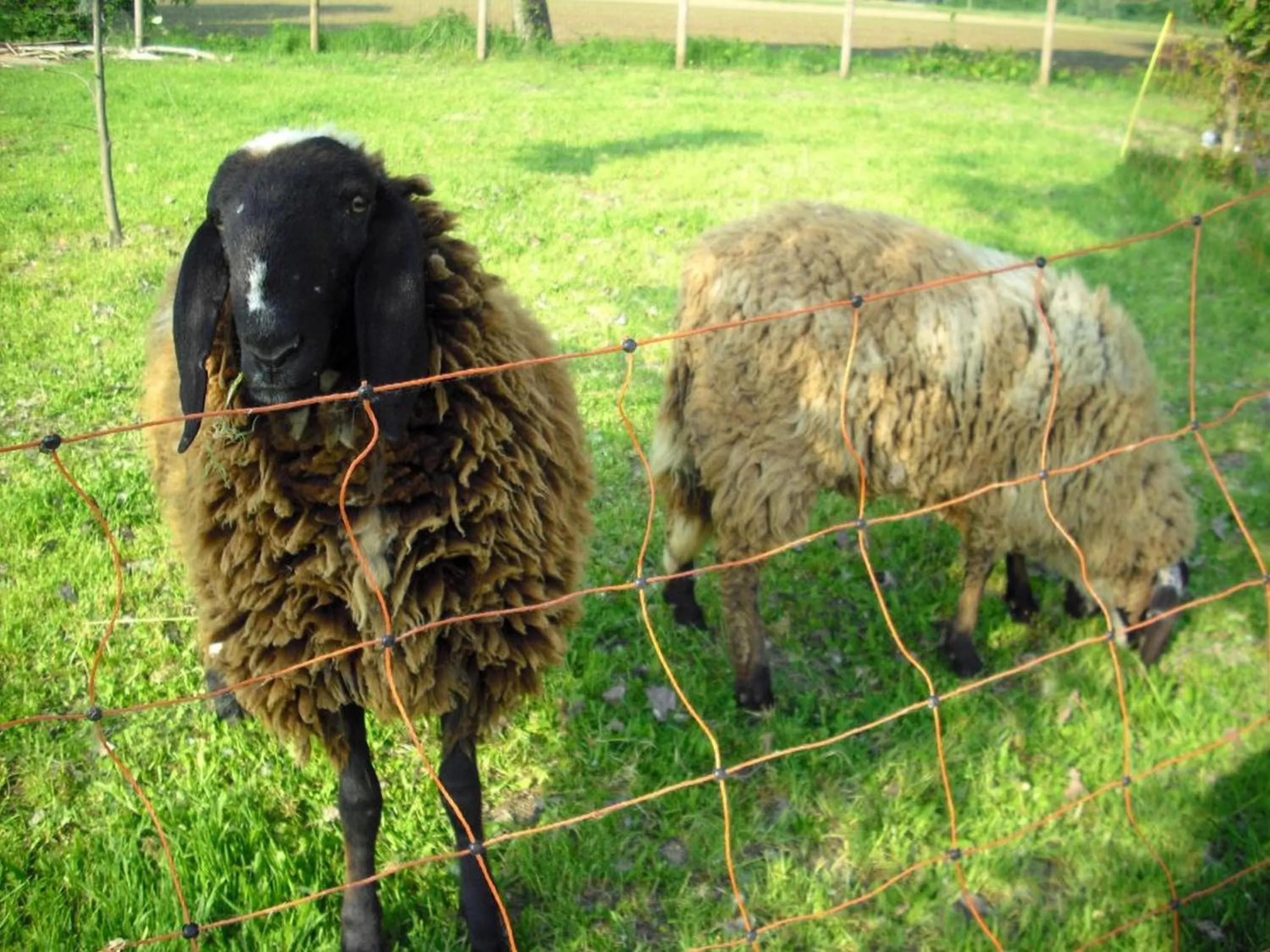 Animals in La Garzaga Turismo Rurale
